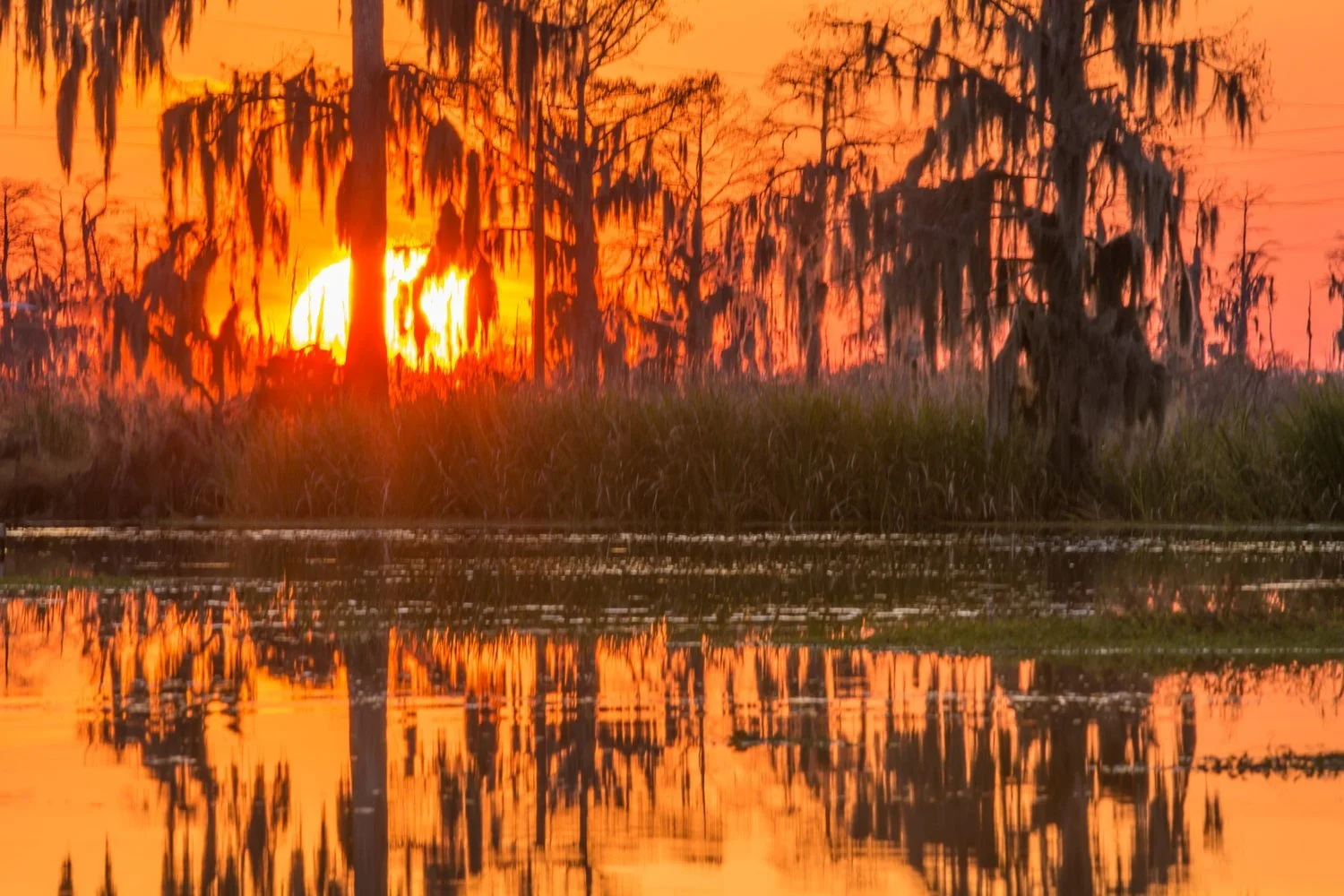 Sun through Spanish moss