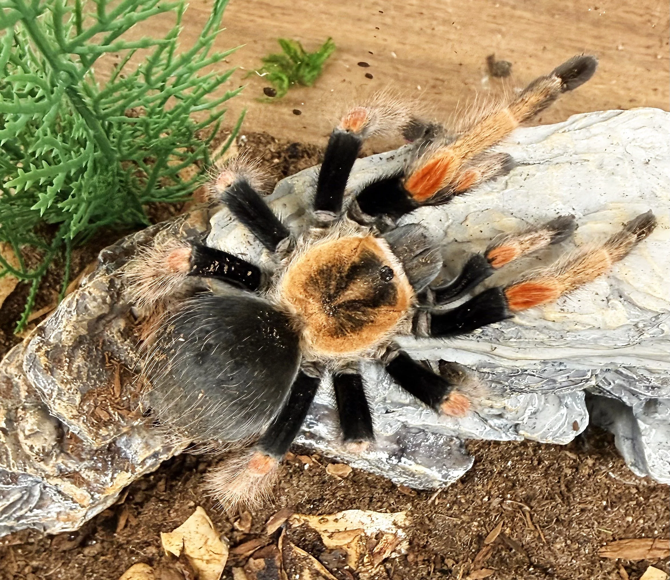 Adult Brachypelma baumgarteni photographed from above on a flat rock, showing the diagnostic deep orange flame-shaped patellar bands with pale yellowish tibiae and metatarsi against a jet-black body and warm tan carapace.