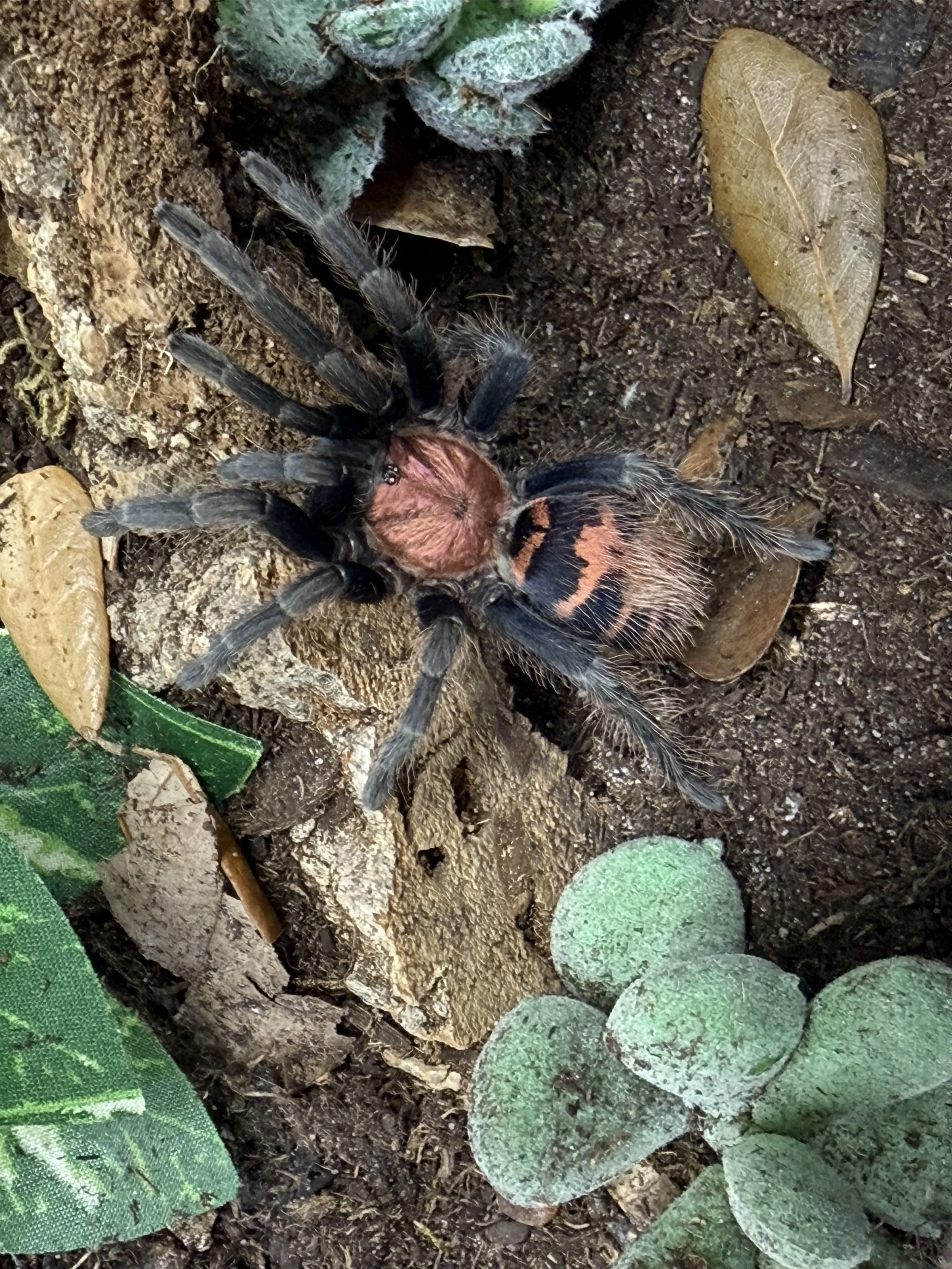 Davus pentaloris