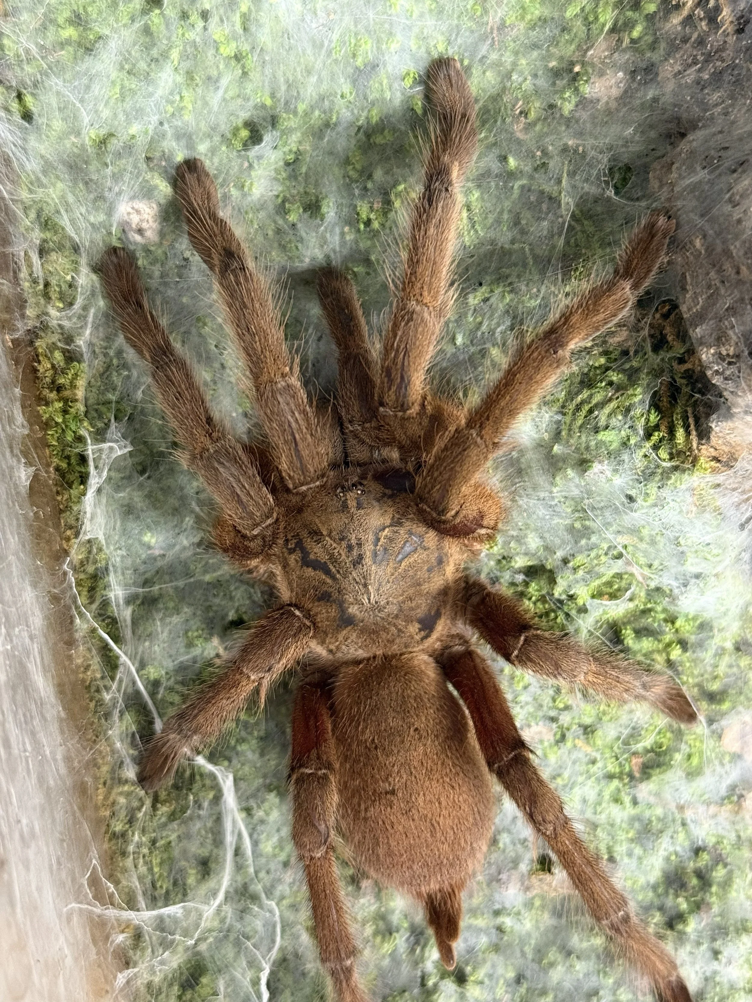 Chilobrachys sp. Siam Orange