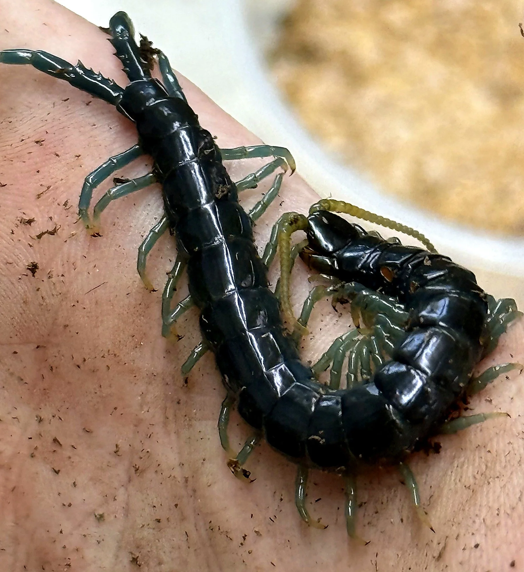 Adult Ethmostigmus sp. Borneo Blue with bright blue legs contrasting against a dark olive body.