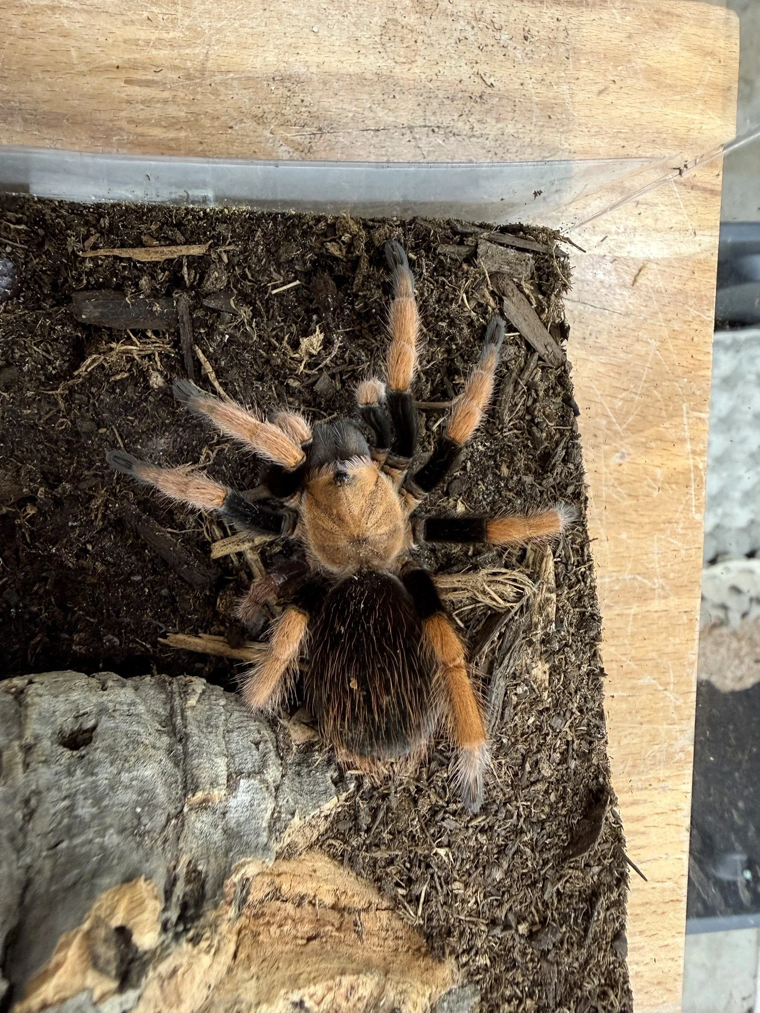 Adult Brachypelma boehmei (Mexican Fire Leg) on dry substrate, showing the brilliant fire-orange femora, patellae, and tibiae against a dark velvet body and carapace.