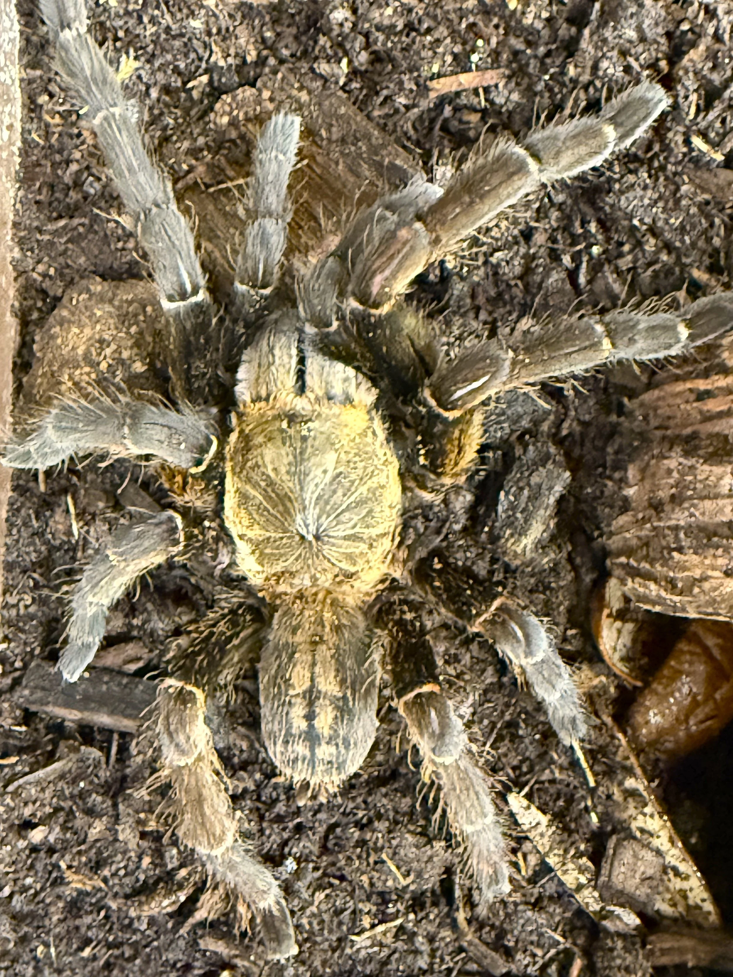 Cyriopagopus sp. Bach Ma