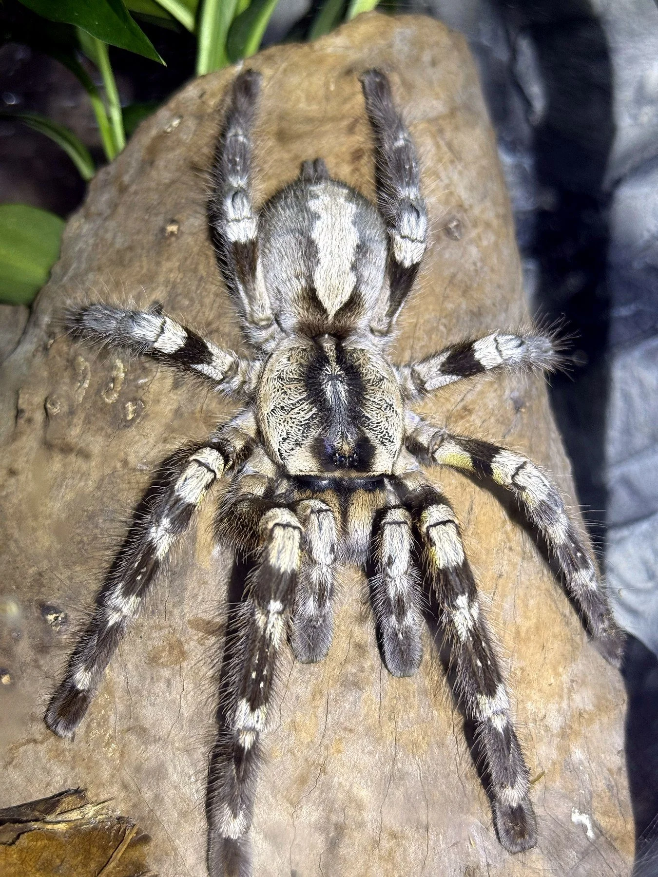 Adult Poecilotheria regalis on a warm rock, showing the diagnostic grey-and-cream dorsal folium and white-banded legs.