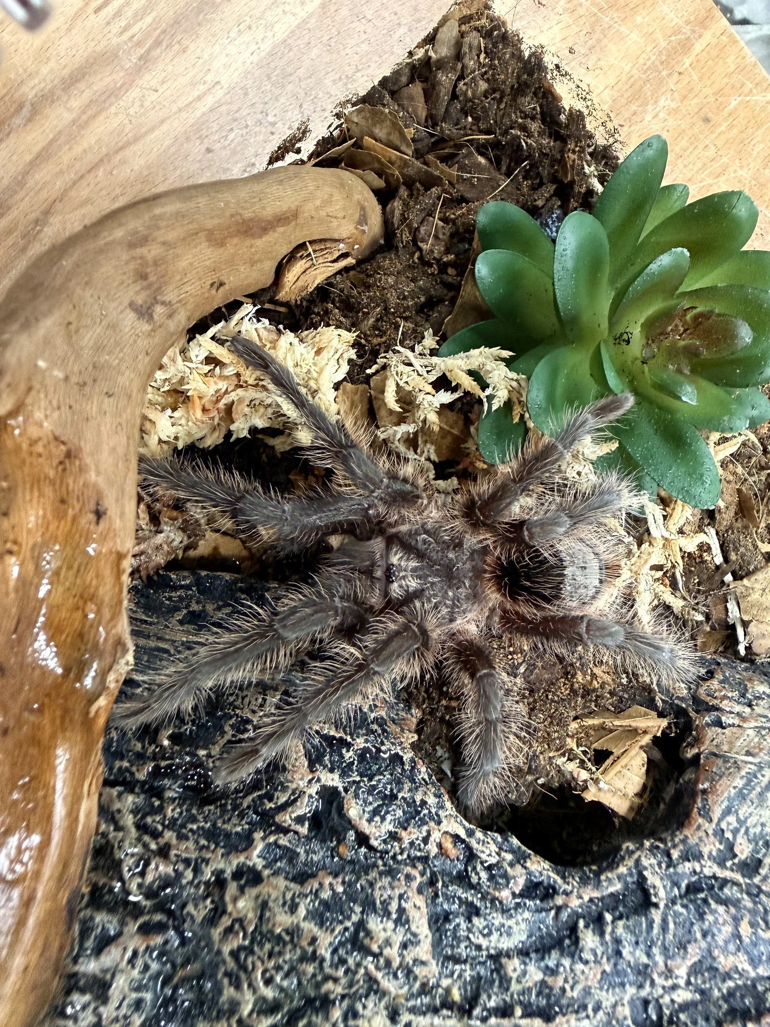 Adult Grammostola grossa (Guarani Giant) on cork bark and sphagnum moss substrate, showing the dense reddish-pink dorsal setae and heavily-built body characteristic of the species.