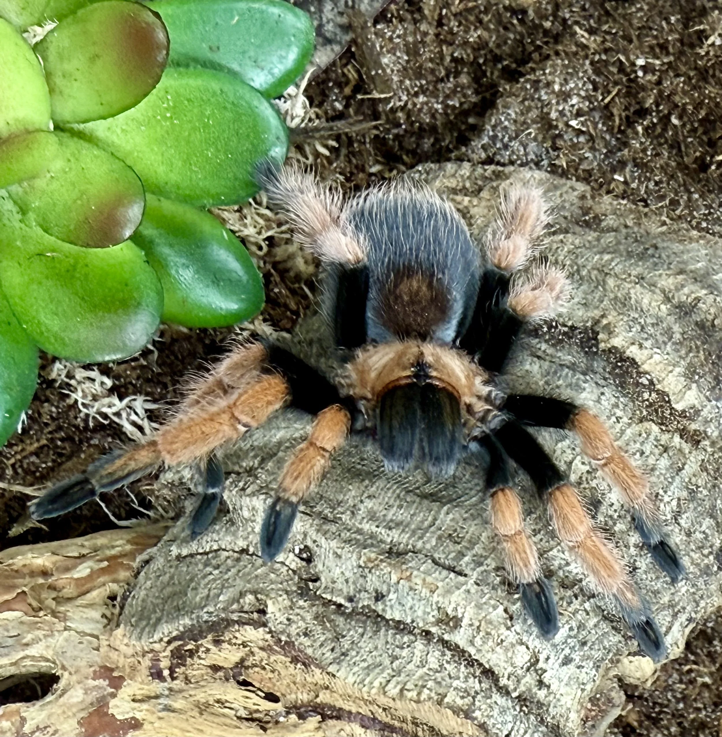 Aphonopelma bicoloratum on bark beside green succulent foliage
