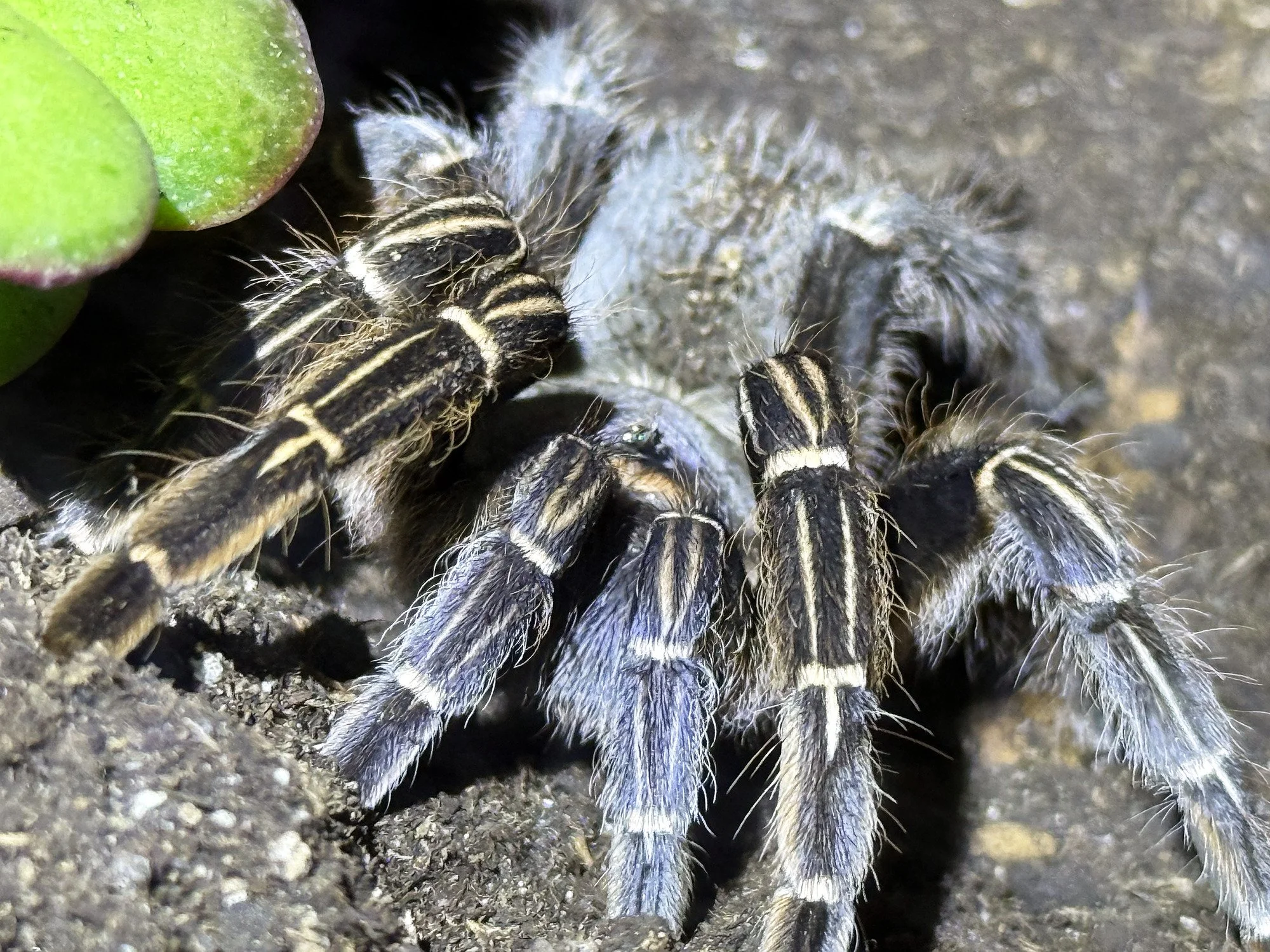 Adult Aphonopelma seemanni photographed from above and close, showing the diagnostic bold black-and-white longitudinal striping across the patellae, tibiae, and metatarsi.