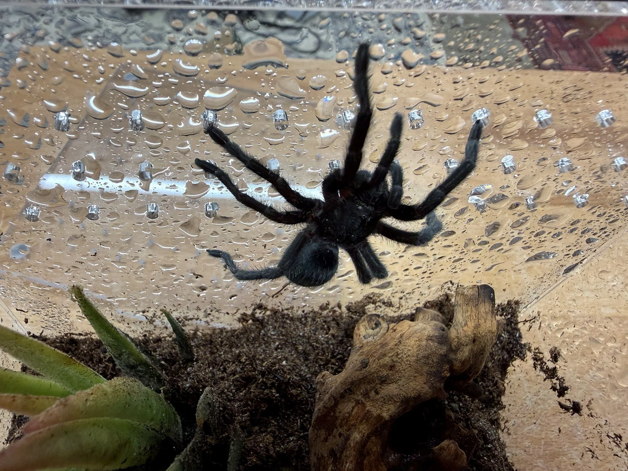 Adult Grammostola quirogai (Uruguay Black Beauty) climbing on misted glass with green succulent and cork in the background, showing the uniformly velvet-black coloration that gives the species its hobby name.