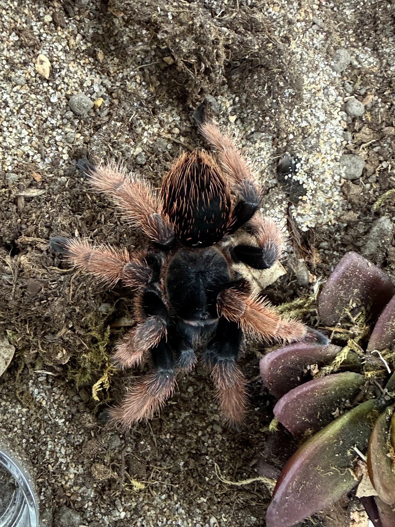 Top-down view of an adult Brachypelma klaasi (Mexican Pink) on dry substrate beside a succulent, showing the diffuse rose-pink leg coloration and dark velvet body characteristic of the species.