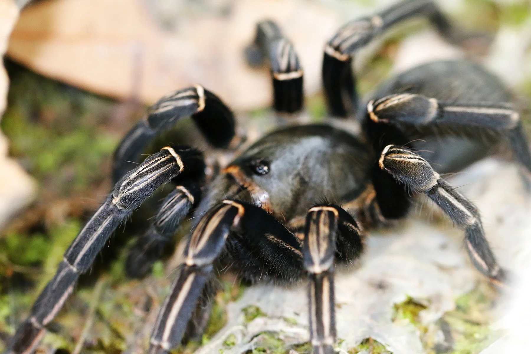 Cyriopagopus albostriatus showing diagnostic cream pinstripe banding on each leg segment over a dark ground.