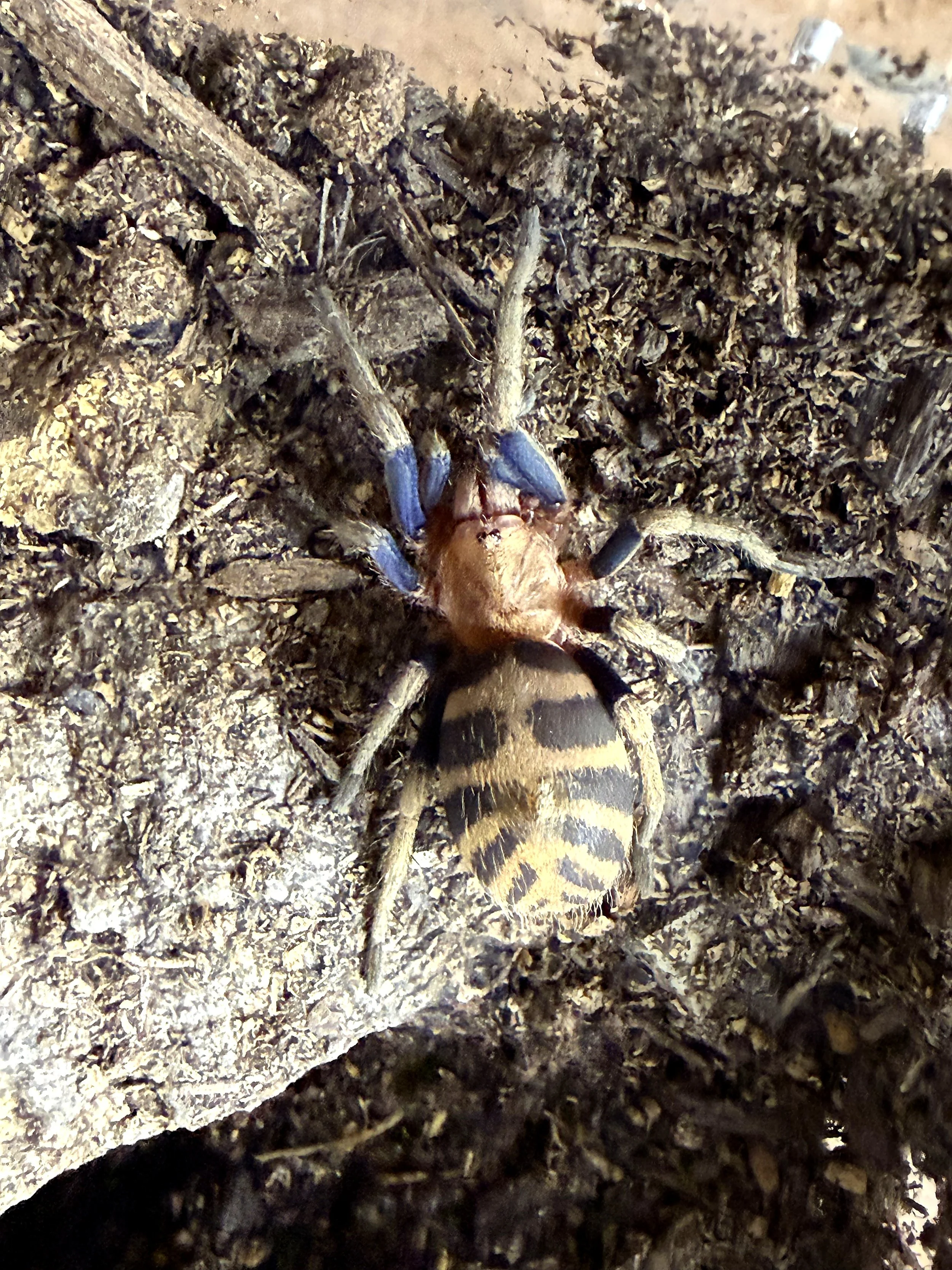 Anqasha sp. "Blue" — Peruvian Blue Dwarf tarantula