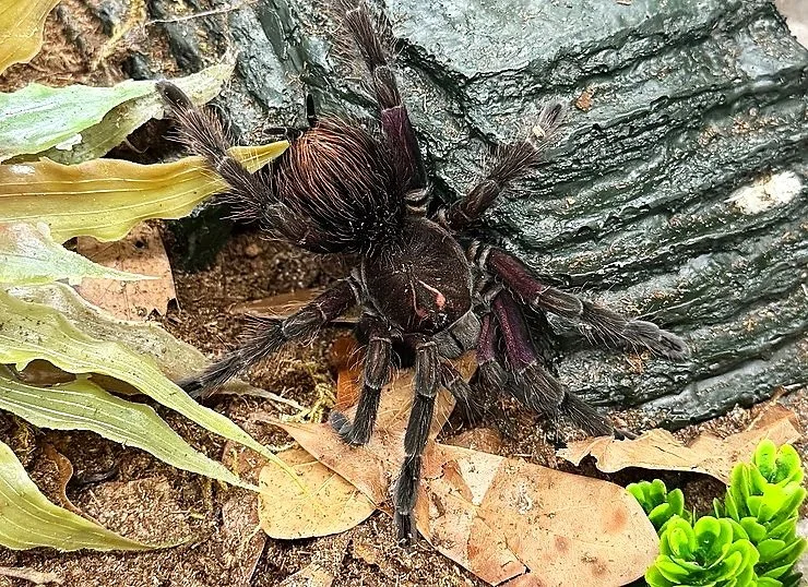 Adult Pamphobeteus sp. 'tigris' on wet slate, showing dark sable coloration and subtle violet iridescence on the carapace and femora.