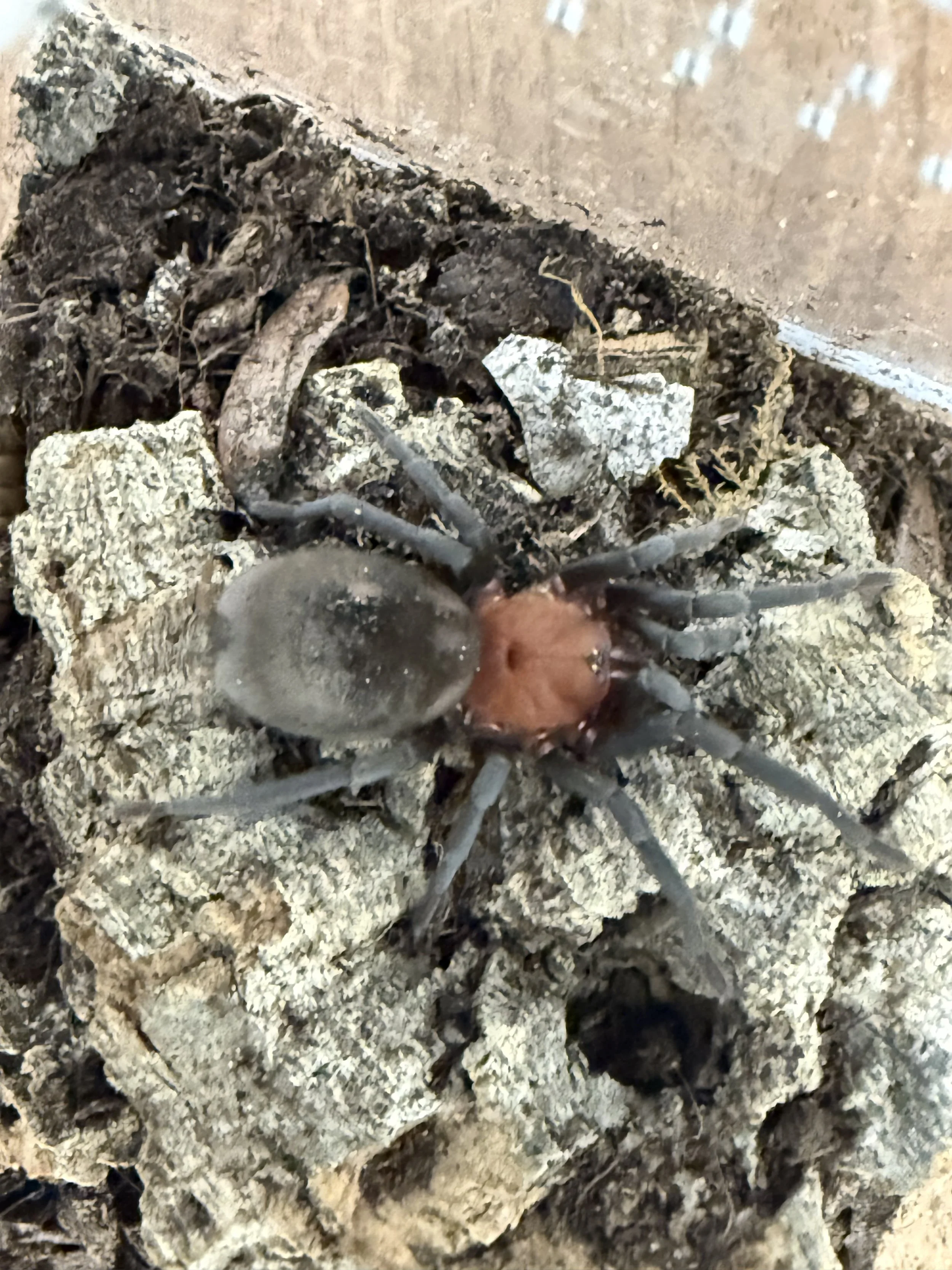 Bumba horrida