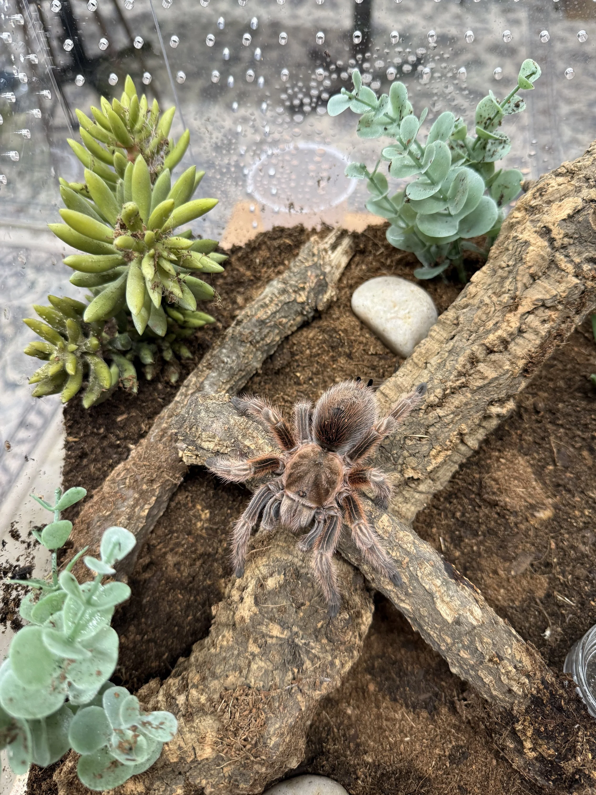 Adult Grammostola rosea (Chilean Rose) at rest on a black volcanic rock with green-veined begonia foliage, showing the muted rose-pink dorsal coloration and dense overall setae characteristic of the species.
