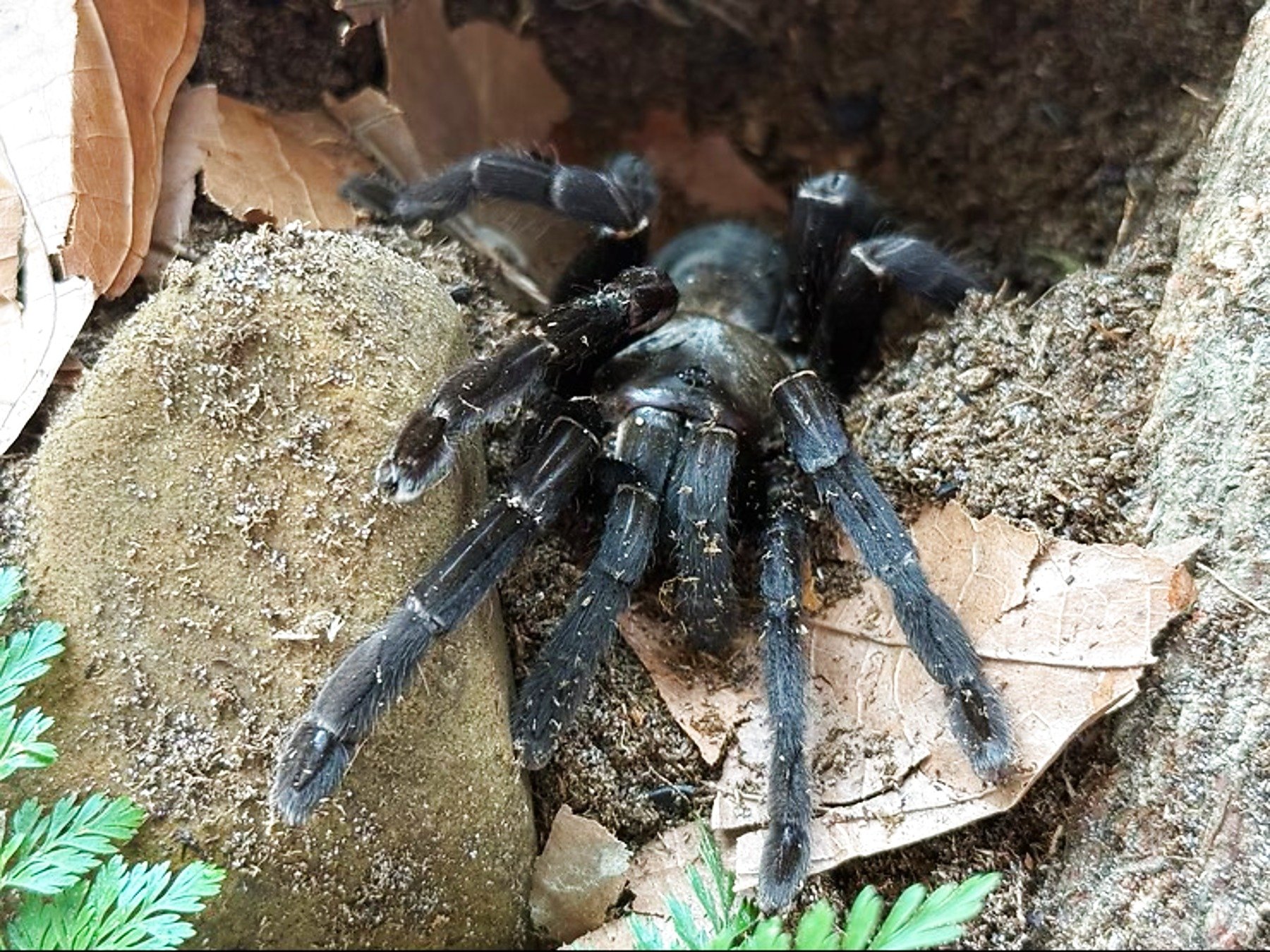 Adult female Cyriopagopus hainanus at burrow entrance, showing uniform bronze-black coloration.