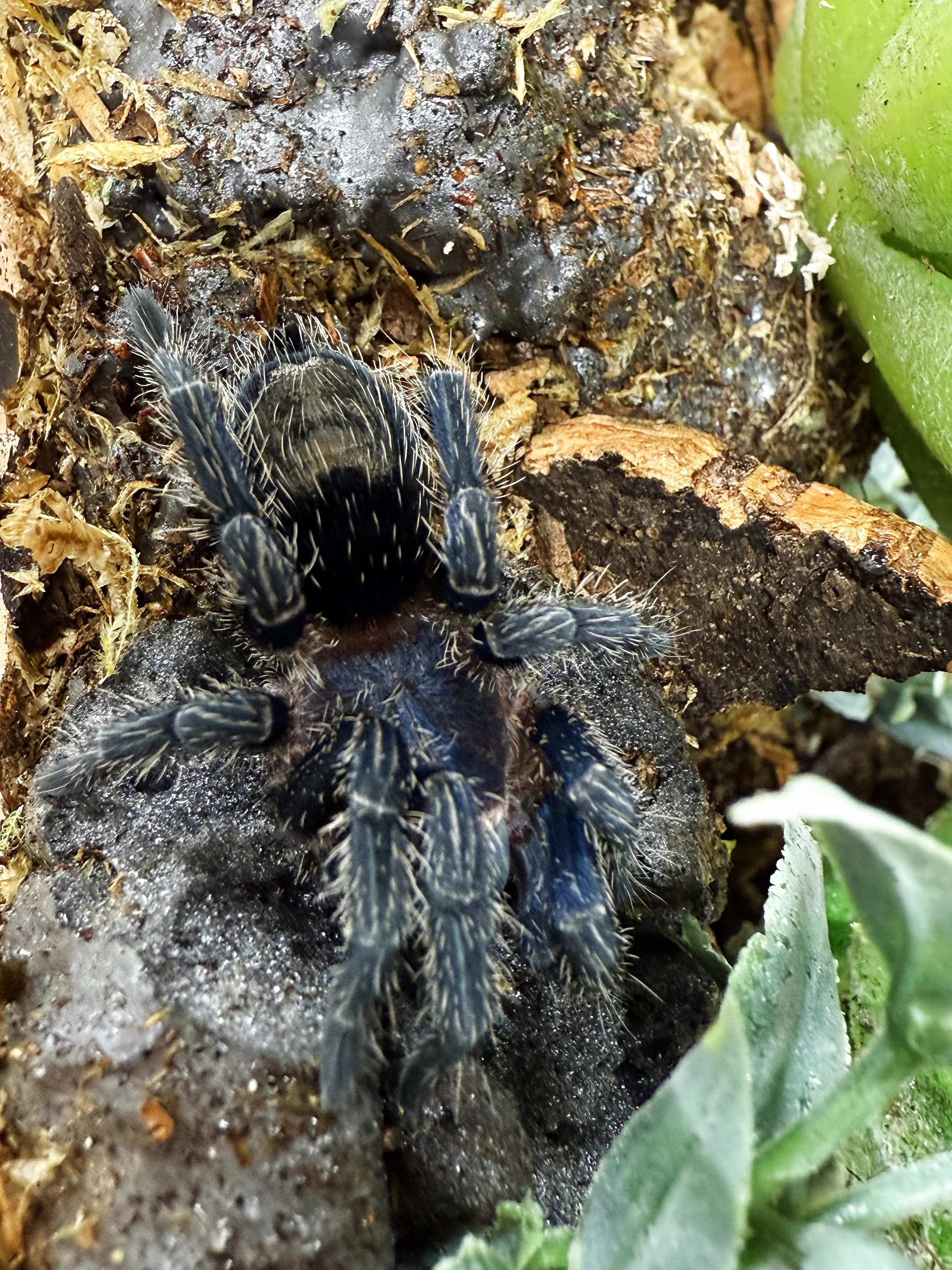 Sub-adult Ewok cyaneolus (formerly Thrixopelma cyaneolum) photographed on cork and substrate in its enclosure, showing the diagnostic dark blue-black body with pale silver-tipped setae and the warm reddish setae on the opisthosoma that give the species its common name 'Cobalt Red Rump'.