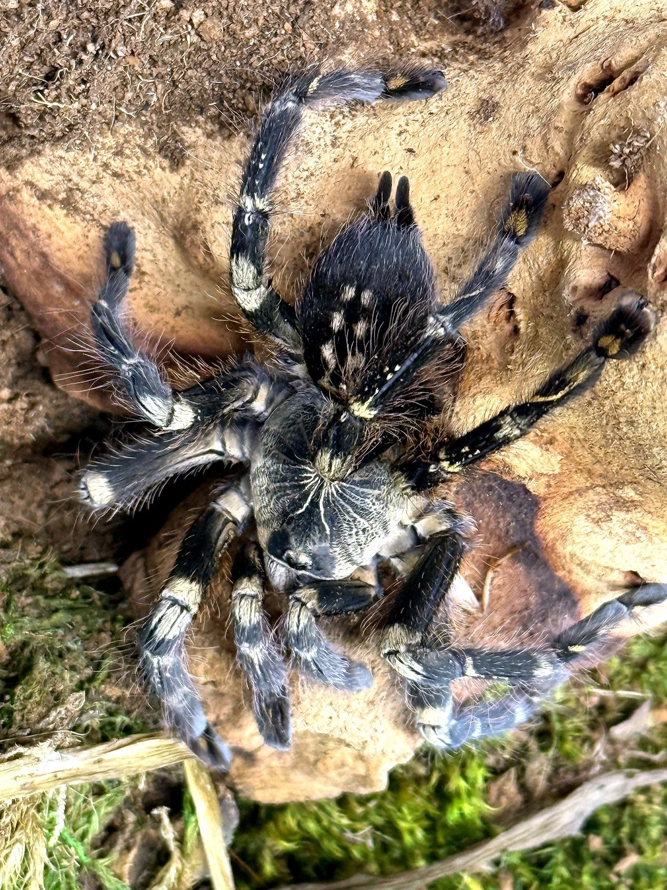 Adult Poecilotheria subfusca Lowlands in defensive posture with raised pedipalps, showing dark body and cream leg accents.