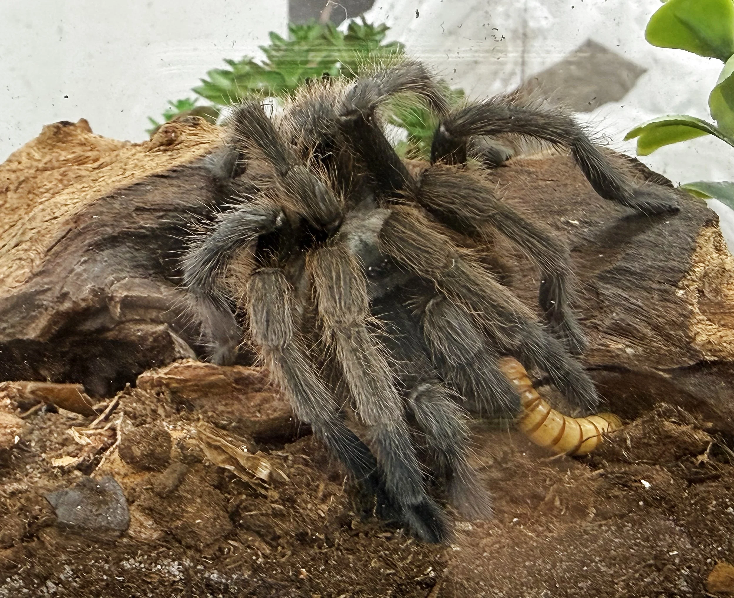 Mature Aphonopelma chiricahua photographed from the front, showing the diagnostic uniform dark grey-brown ground broken by long pale setae across the legs and opisthosoma.