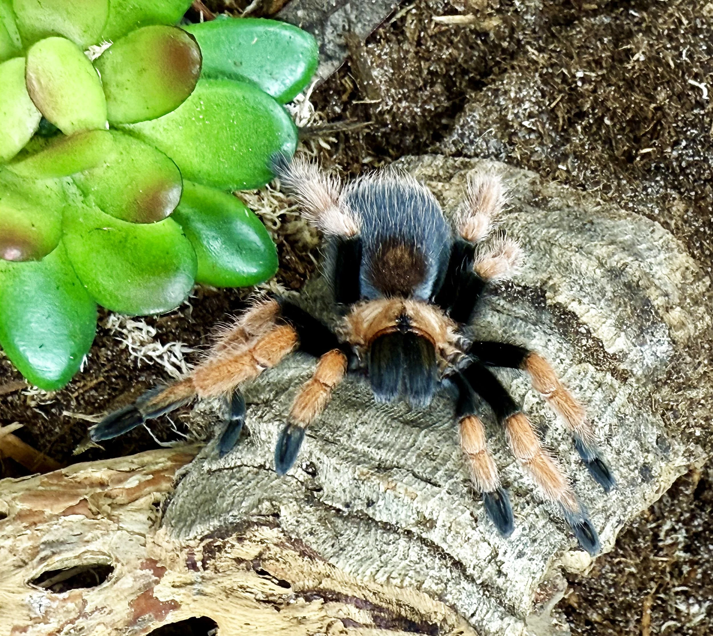 Adult Aphonopelma bicoloratum photographed on a cork log, showing the diagnostic bright orange-red femora, black tarsi and metatarsi with orange banding, and cream-to-tan carapace pubescence.