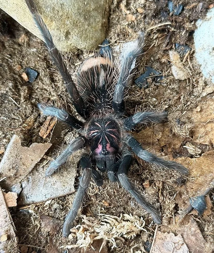 Adult Xenesthis sp. 'white' photographed from above, showing the diagnostic rose-pink starburst pattern across the carapace and warm cream setae on the femora over a dark sable ground.