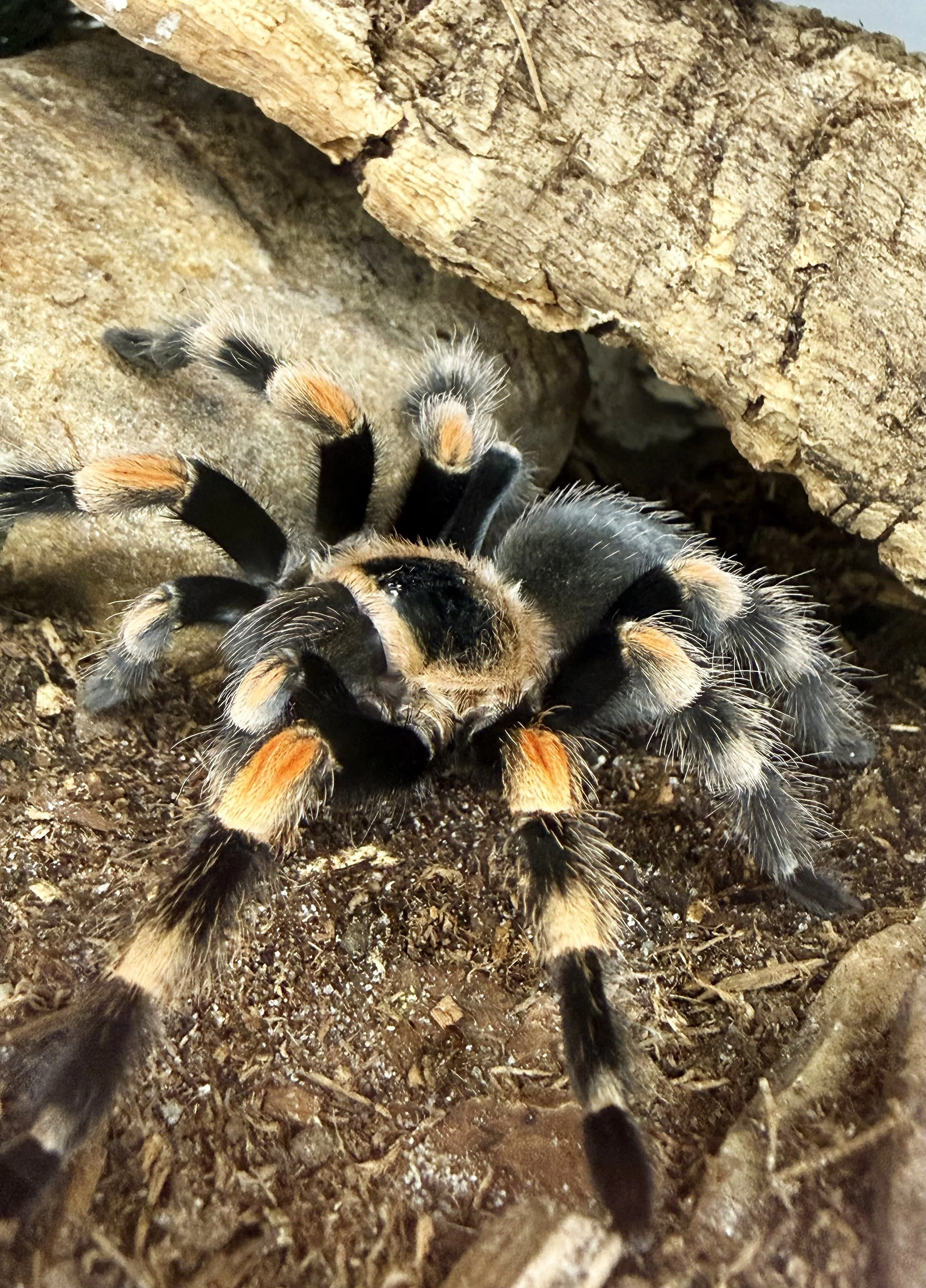 Adult Brachypelma hamorii photographed frontally in a raised-foreleg threat pose, showing the diagnostic bright orange-red bands on the patellae, tibiae, and metatarsi against a dense black body and legs.