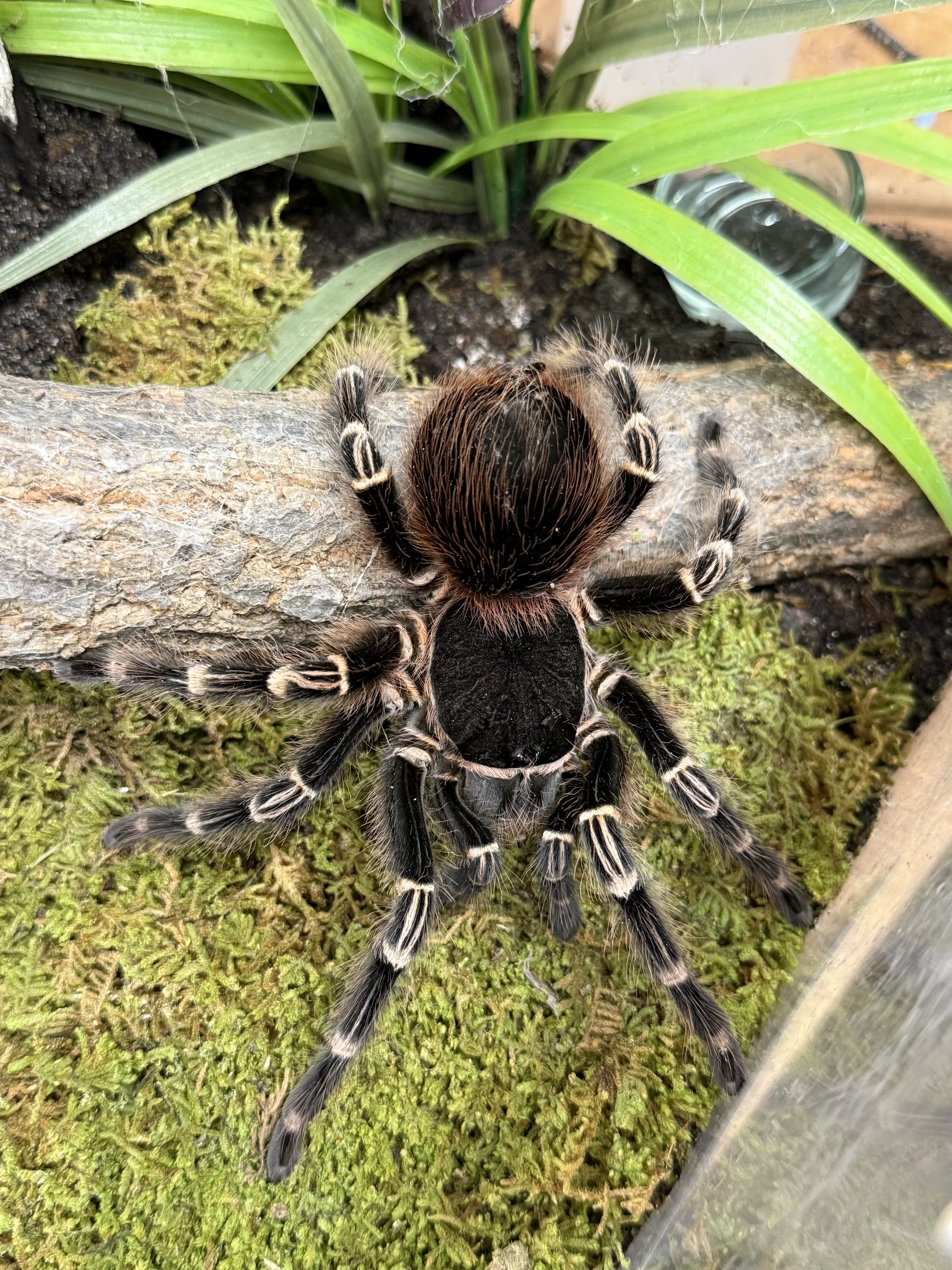 Mature Acanthoscurria geniculata photographed laterally, showing the diagnostic black ground with bold cream-white tarsal and patellar banding and long pale setae along the legs.