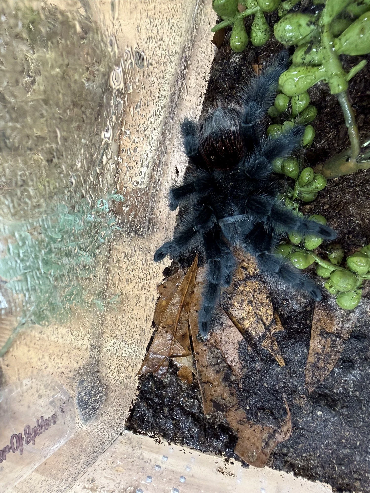 Adult Grammostola actaeon (Brazilian Red Rump) at the edge of an enclosure showing the deep red opisthosoma and dense black setae of the legs and carapace, with green pearl peperomia foliage in foreground.