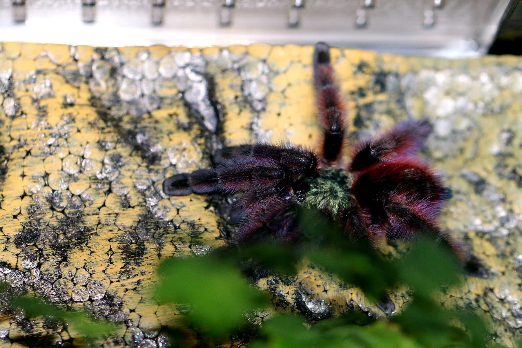 Adult Caribena versicolor perched on its silk retreat, showing pink, green, and violet leg coloration