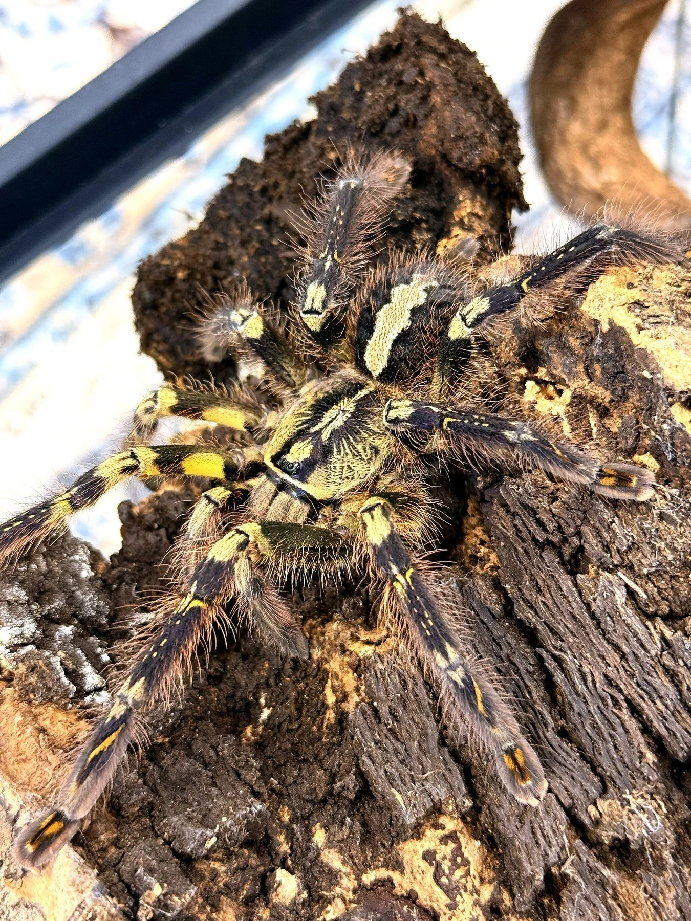 Adult Poecilotheria ornata on cork bark, showing lemon-yellow leg bands and sooty-brown body pattern.