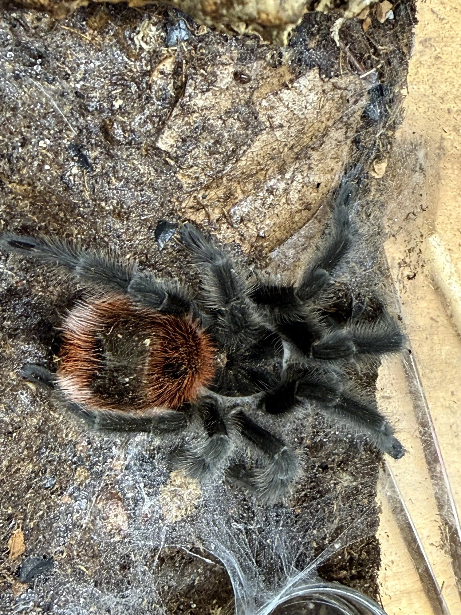 Top-down view of an adult Grammostola iheringi showing the dense red-orange opisthosomal setae and silvery-grey legs against earthy substrate.
