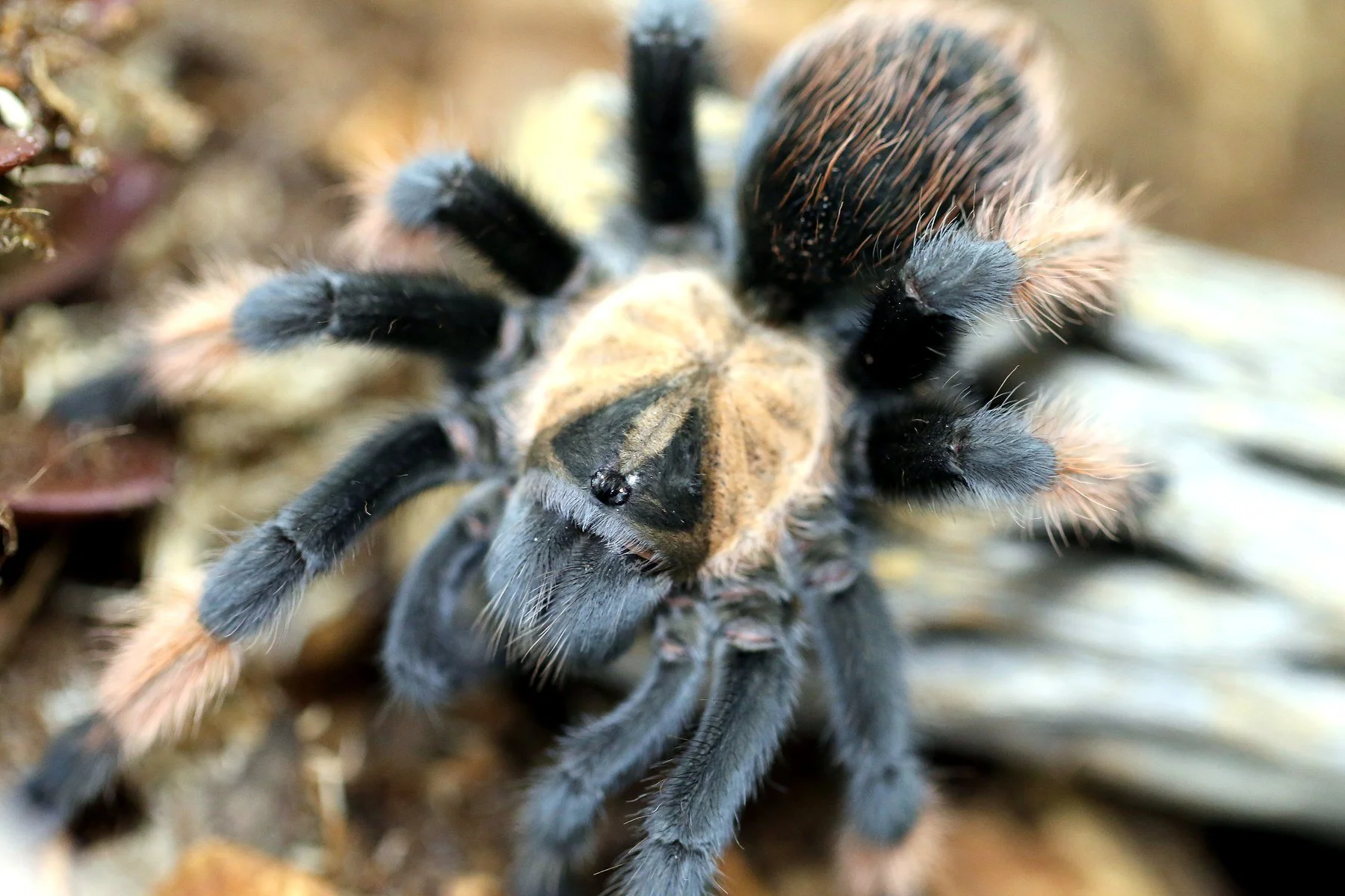 Adult Brachypelma emilia from above, showing the diagnostic black triangle on the beige carapace and rufous setae on the legs