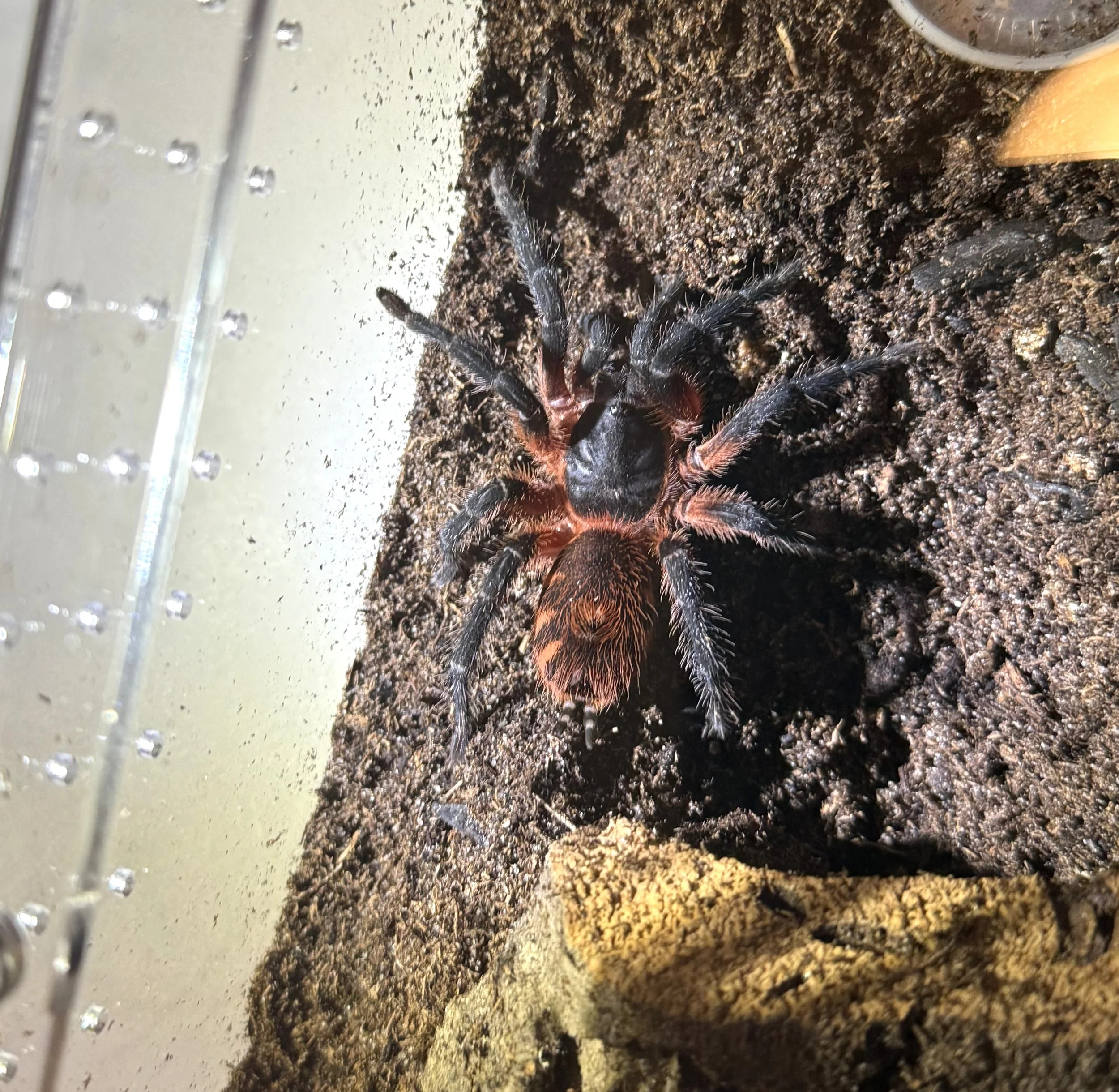 Davus sp. Panama