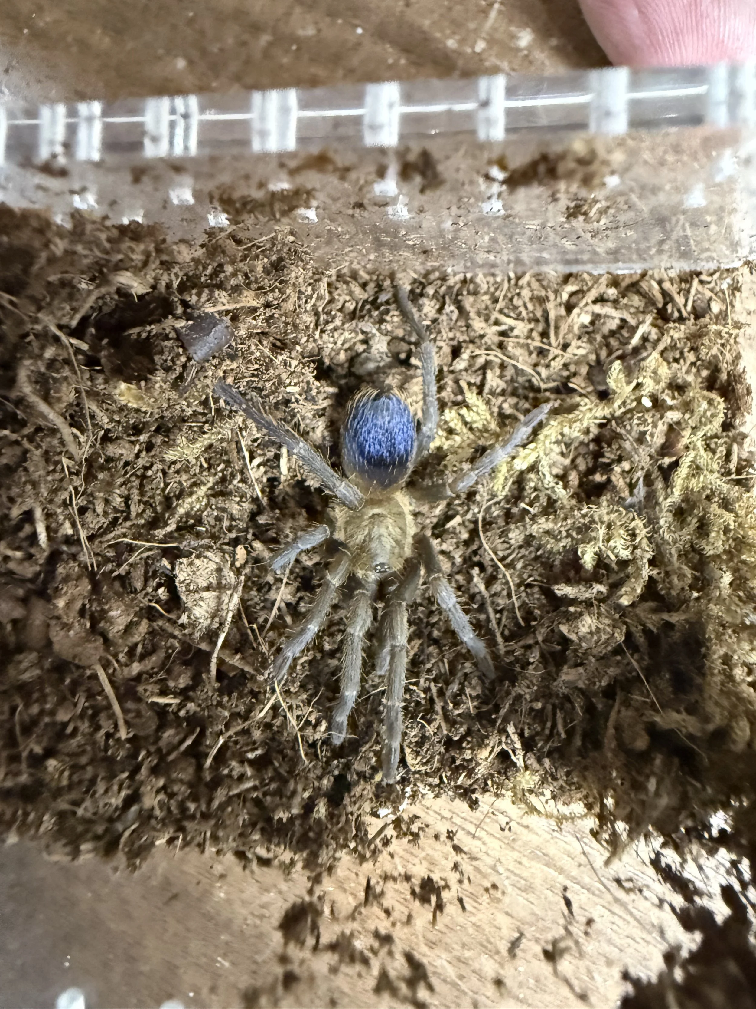 Pseudhapalopus sp.Columbia