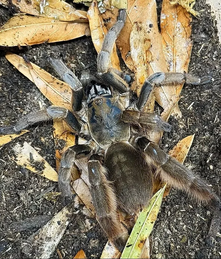 Adult Magnacrus tongmianensis photographed from above, showing the fawn-brown carapace, pale longitudinal cheliceral banding, and longer brown setae characteristic of the genus.