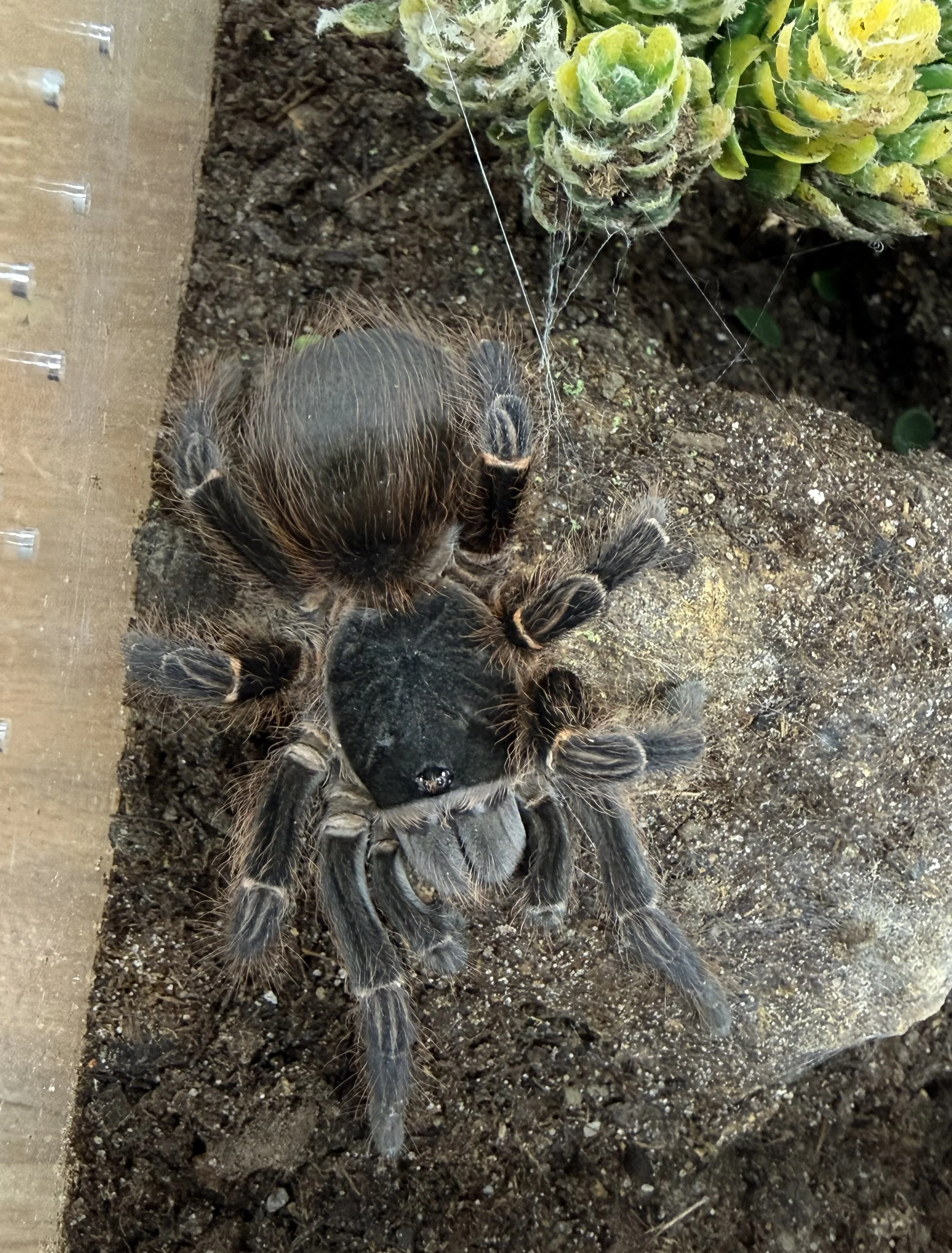 Sub-adult Acanthoscurria sp. 'Maldonadoensis' photographed laterally on a cork bark tube, showing the diagnostic rich coppery-russet setae across the legs and opisthosoma typical of the hobby form.