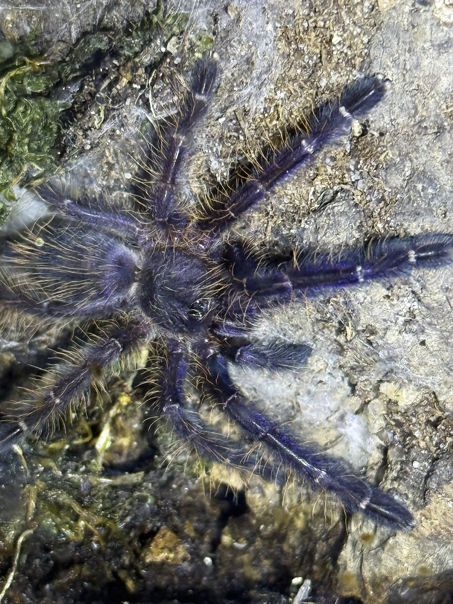 Mature Omothymus violaceopes photographed dorsally, showing the diagnostic metallic purple-blue iridescence across the legs, pedipalps, and opisthosoma over a dark ground.