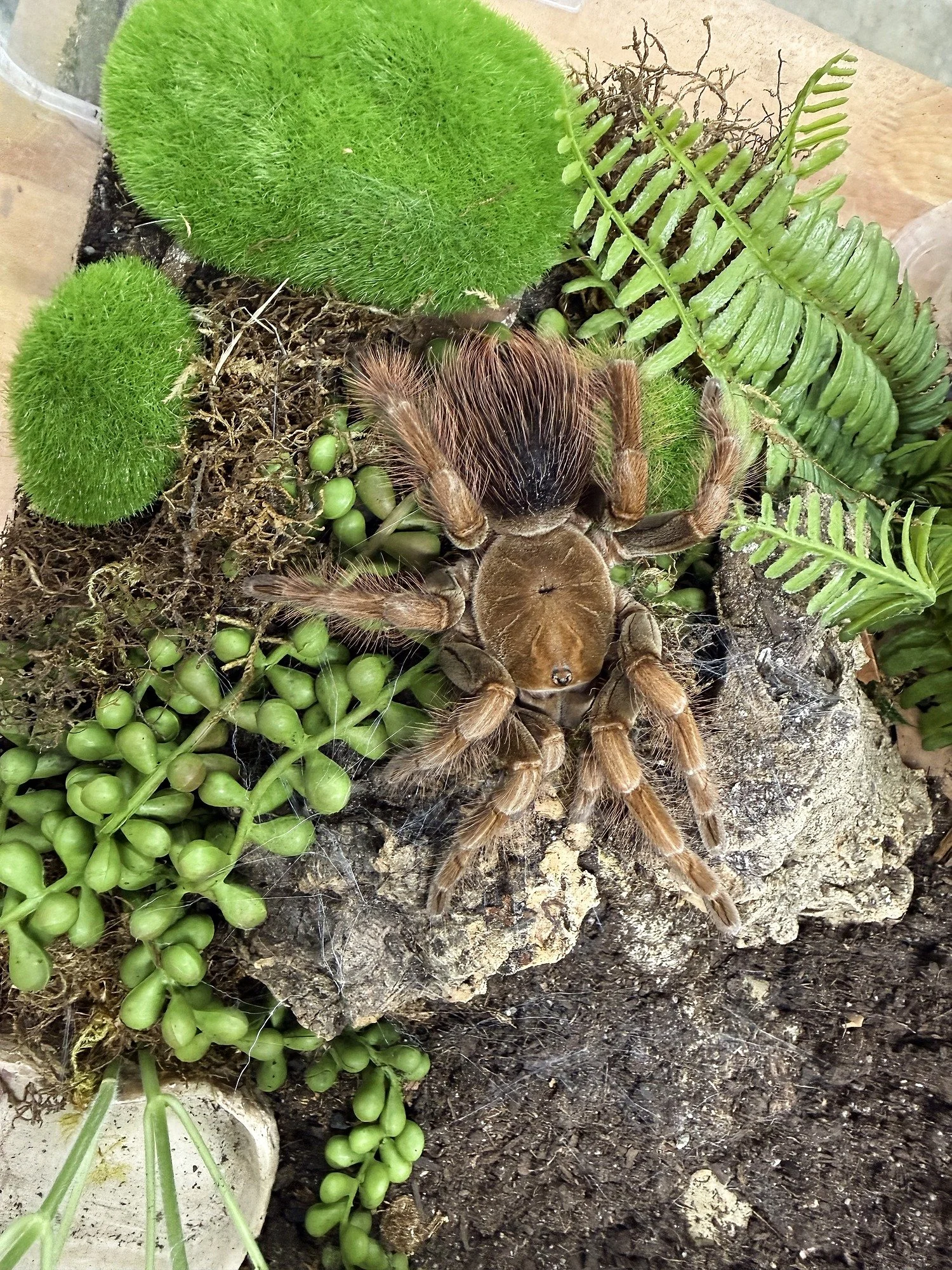 Adult Pamphobeteus sp. 'mascara' on a bioactive moss-and-fern setup, showing the diagnostic rose-blush mask across the carapace and warm bronze femoral setae.