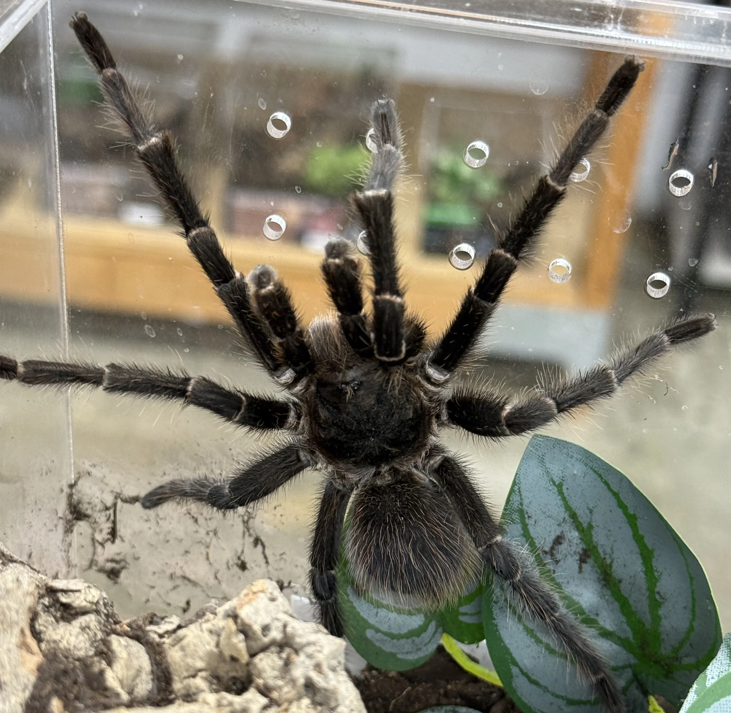 Acanthoscurria sternalis