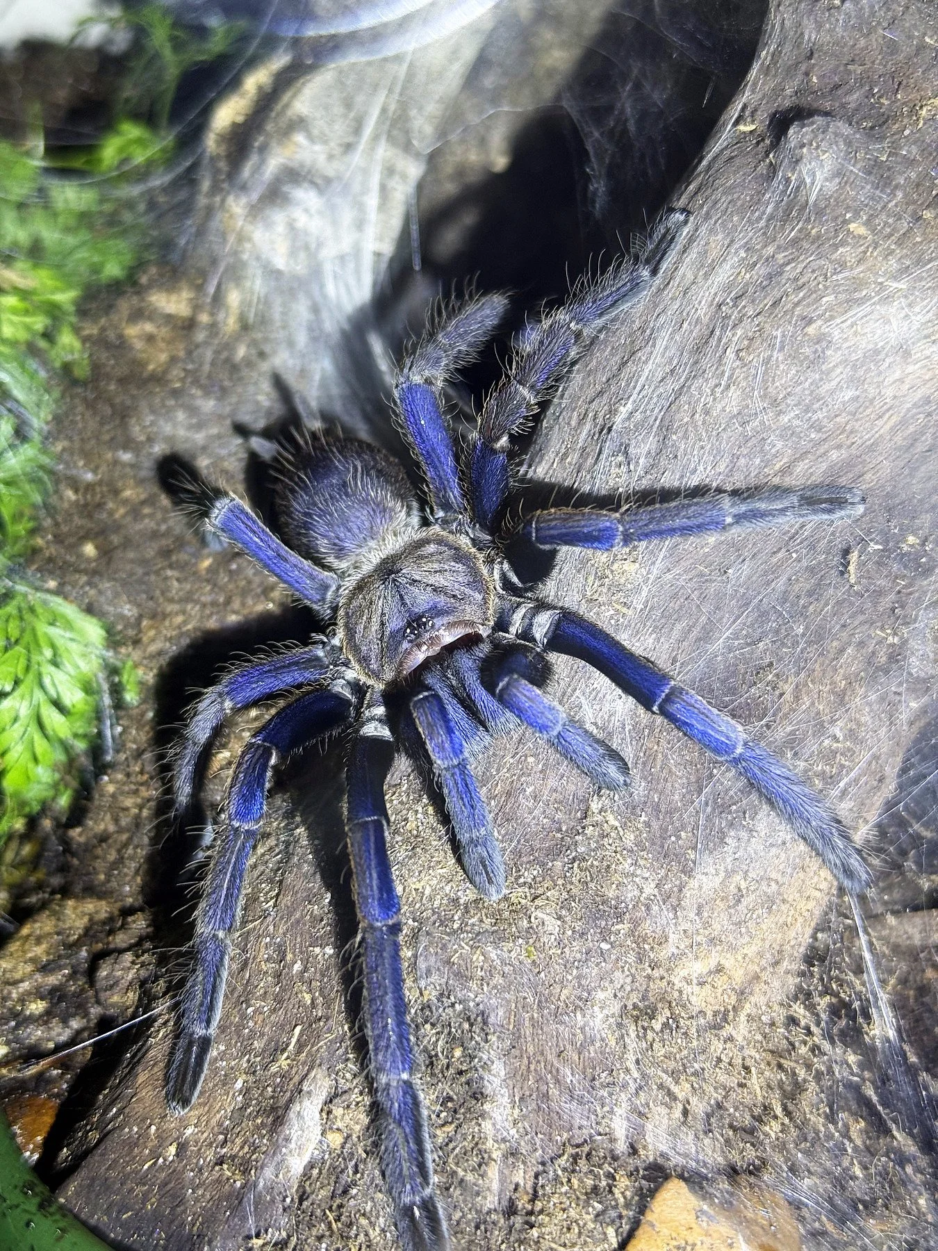 Adult Cyriopagopus lividus on cork bark, showing electric cobalt-blue legs and dark velvet abdomen.