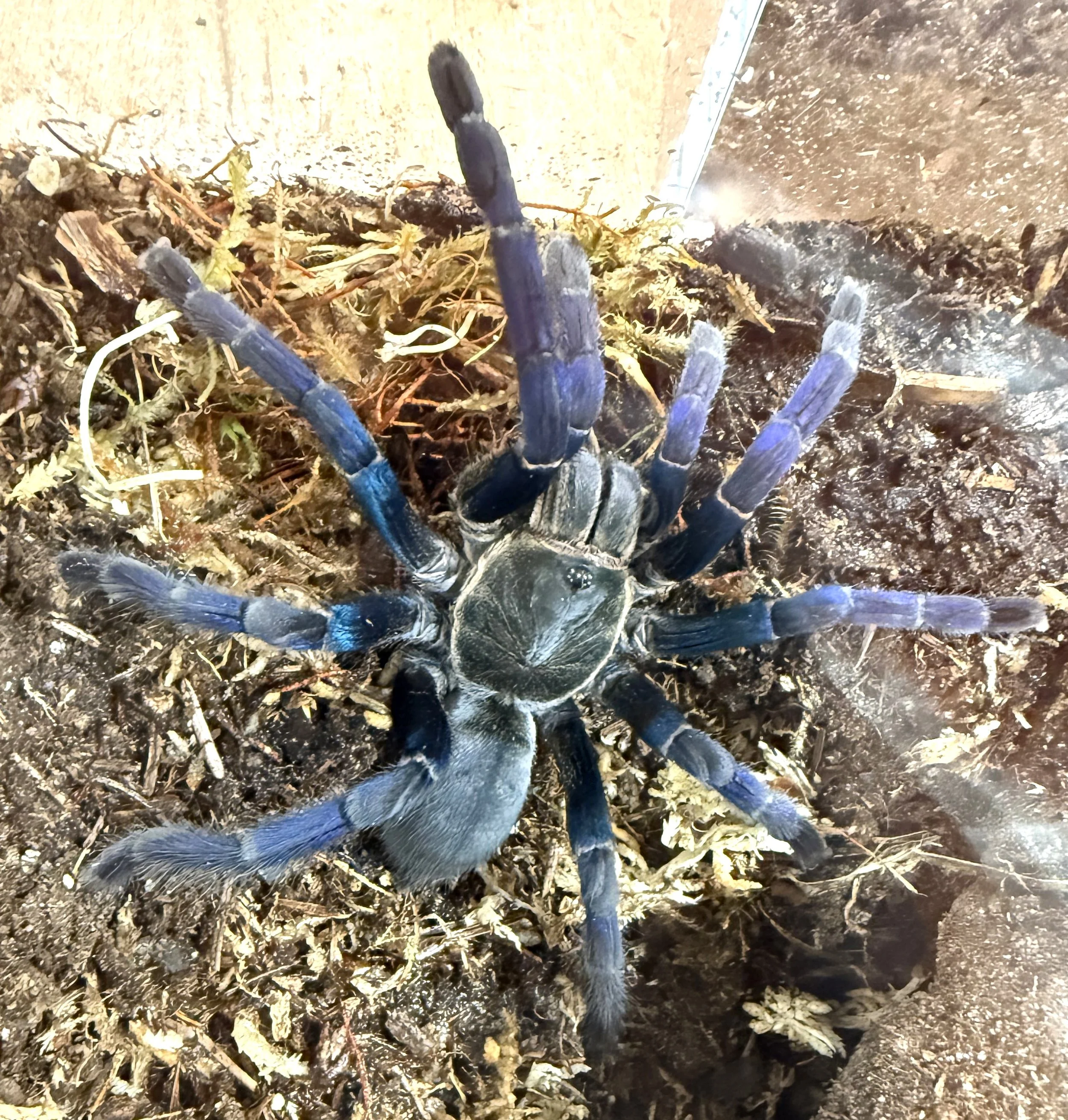 Adult Cyriopagopus lividus on cork bark, showing electric cobalt-blue legs and dark velvet abdomen.