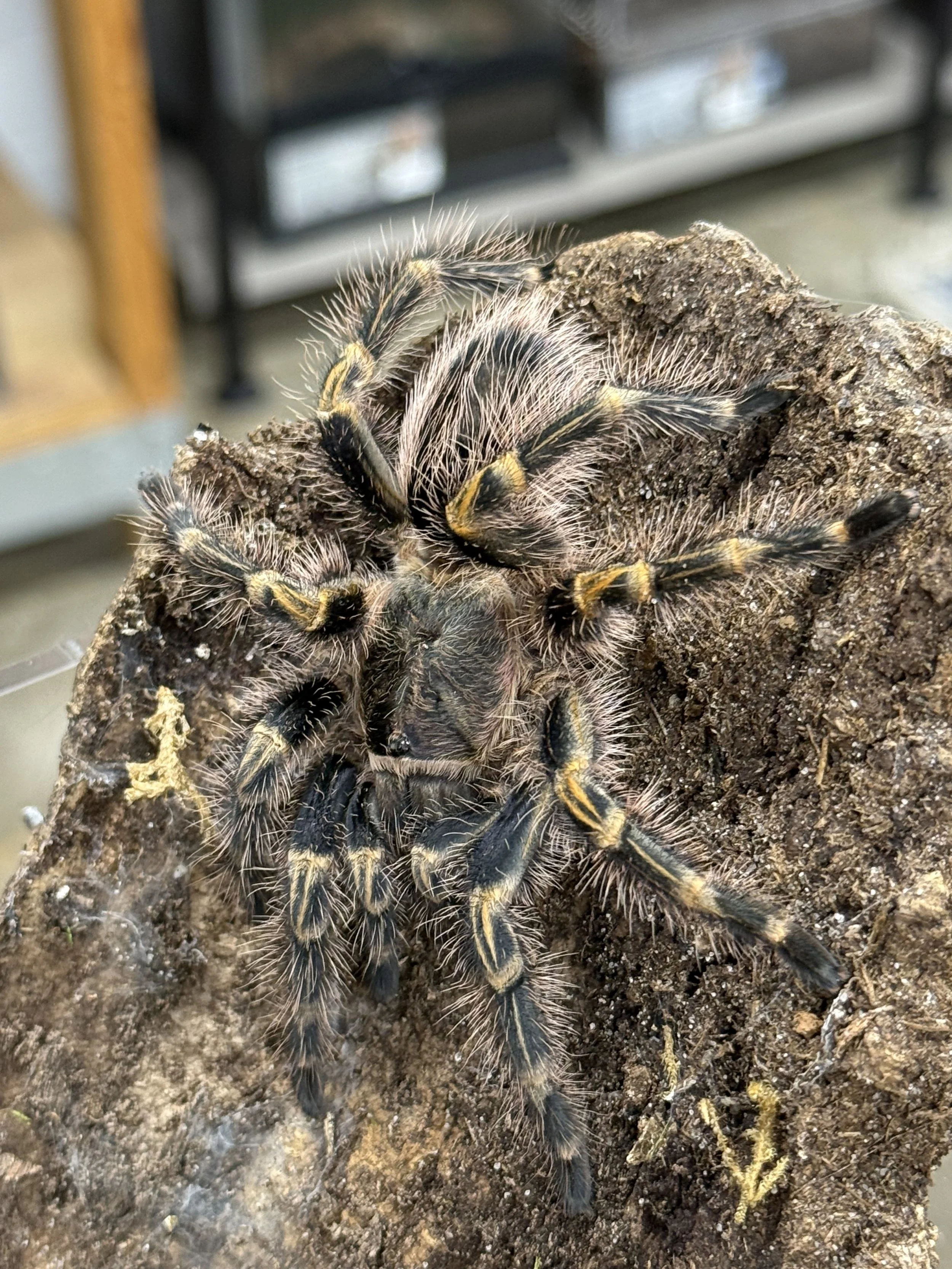Adult Grammostola pulchripes photographed frontally over a plant, showing the diagnostic dark brown-black ground with warm golden-yellow bands on the patellae and tibiae and long golden setae along the femora.