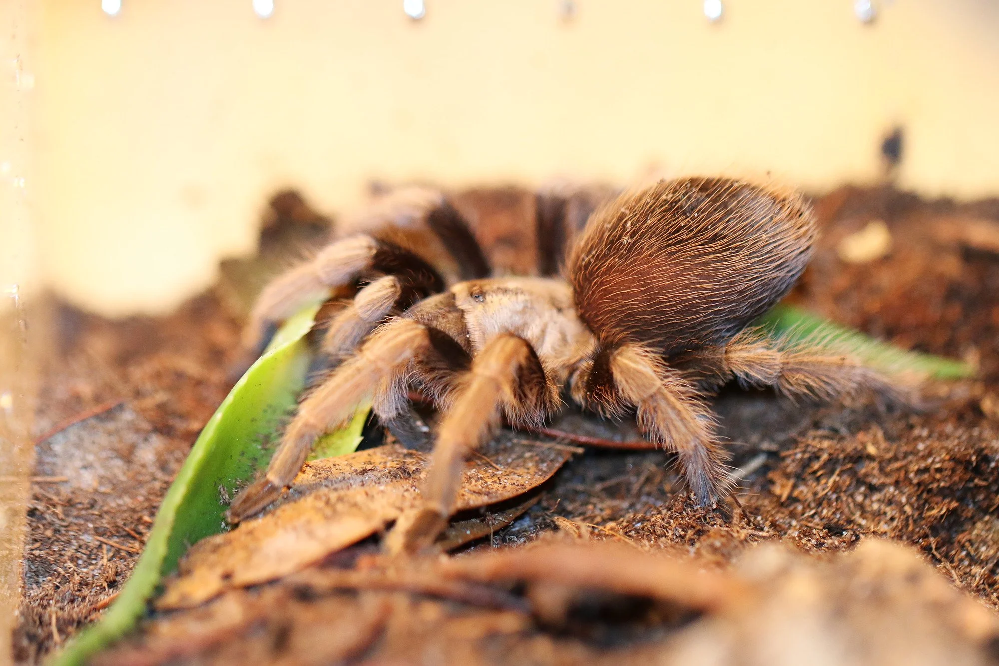 Adult Aphonopelma chalcodes photographed laterally, showing the diagnostic uniform blond-to-copper setae across the legs and opisthosoma over a tan ground.