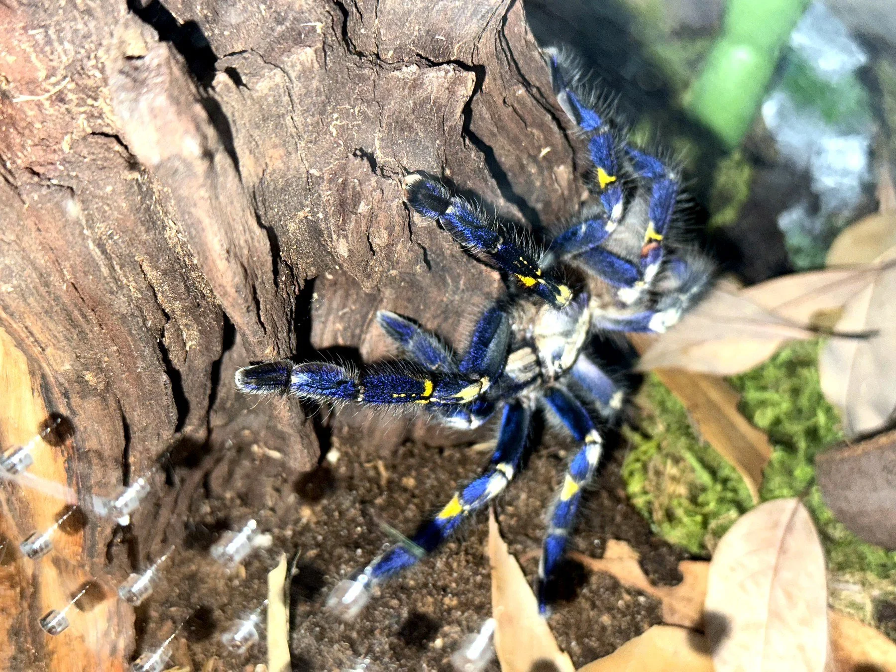 Adult Poecilotheria metallica on weathered wood, showing iridescent cobalt-blue legs and yellow chevron abdominal pattern.
