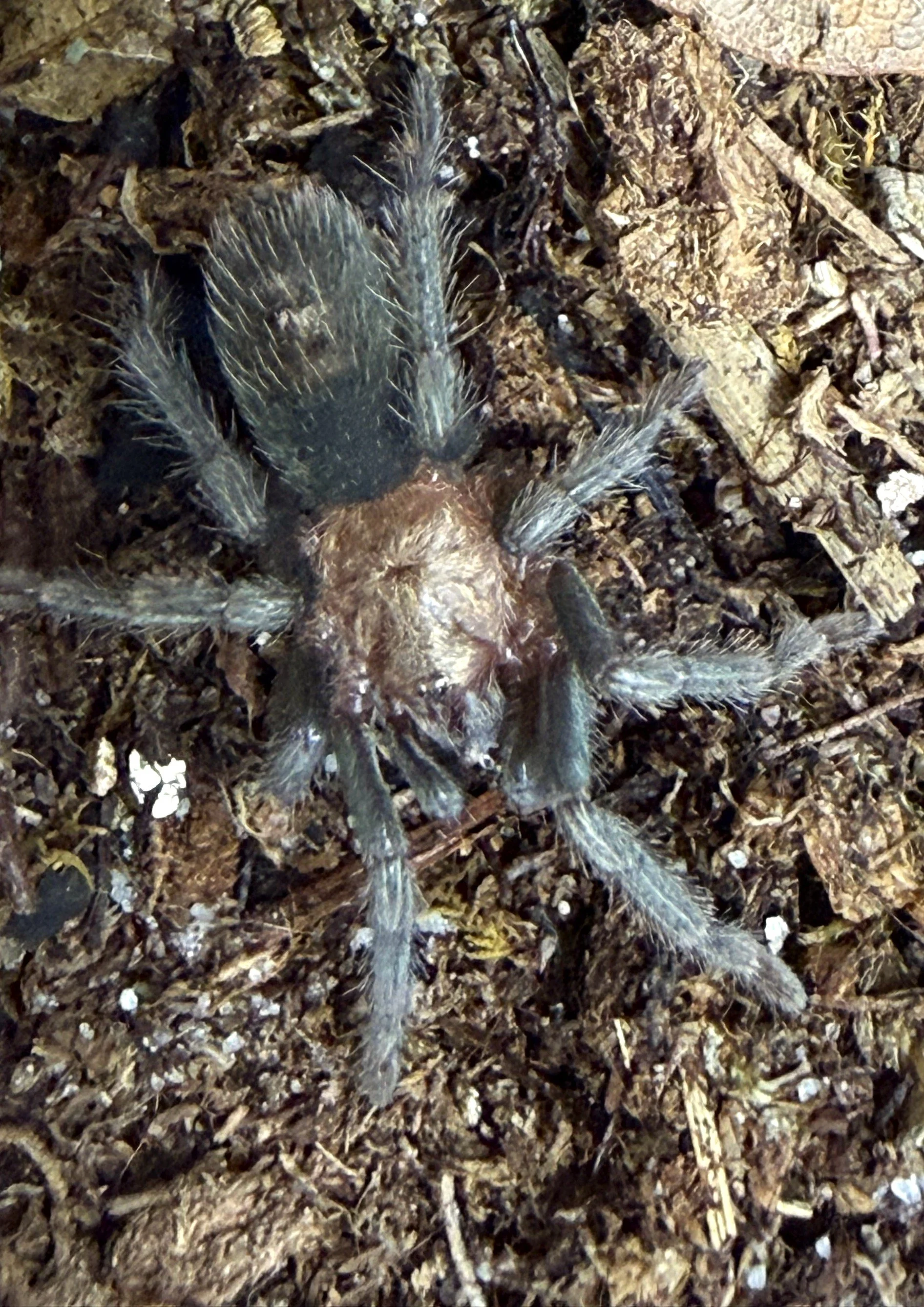 Thrixopelma sp. Golden Blue
