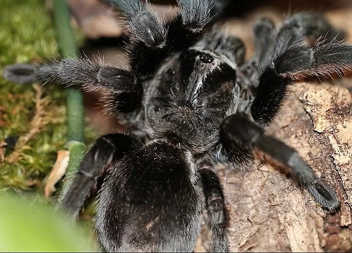 Adult Grammostola pulchra photographed at close range, showing the uniform jet-black setae across the carapace, opisthosoma, and legs that diagnose the species.