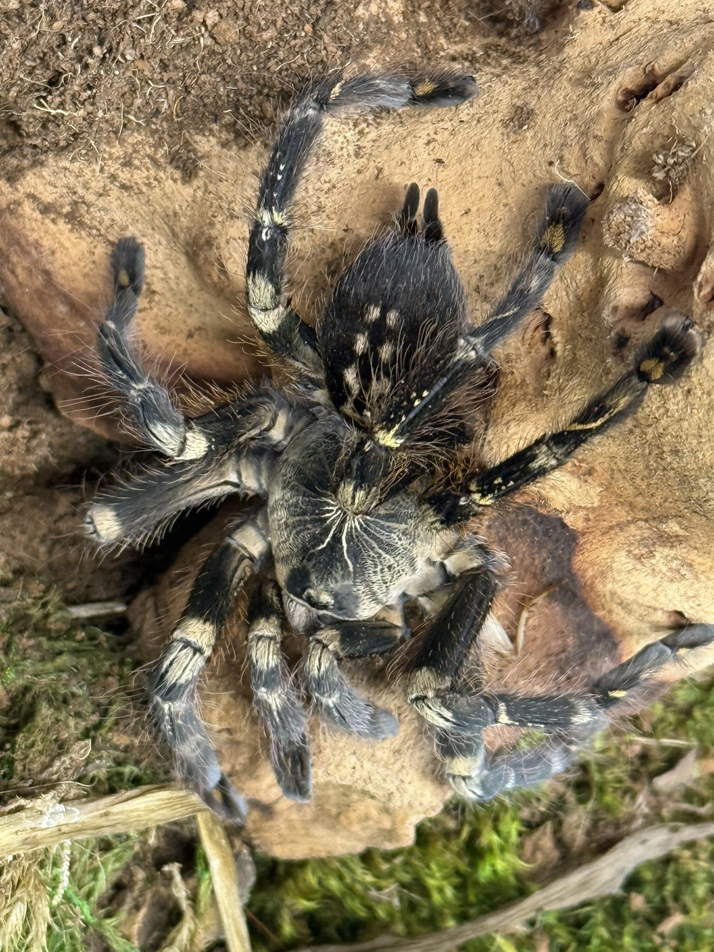 Poecilotheria subfusca lowland on bark