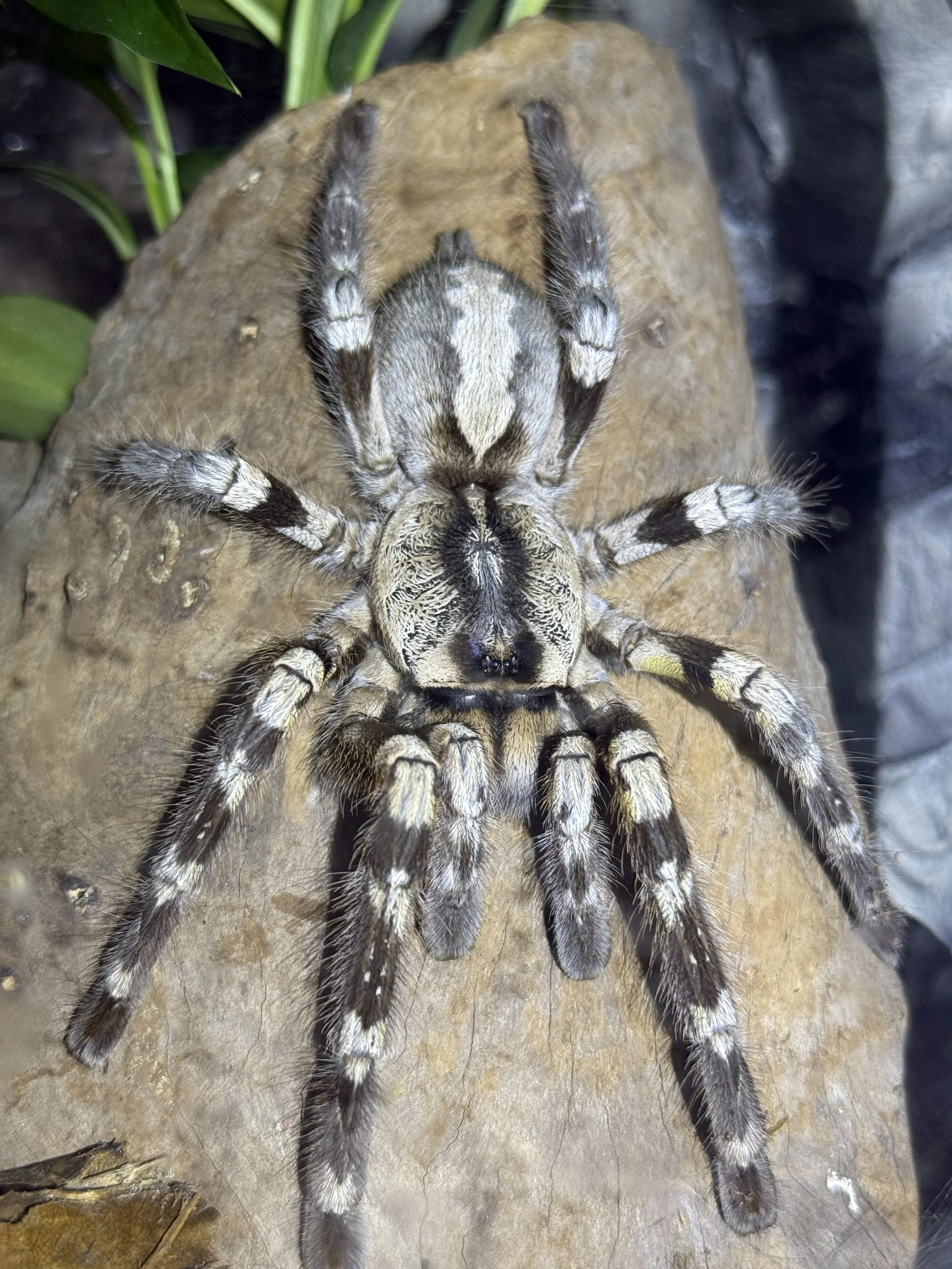 Poecilotheria regalis on bark with patterned legs visible
