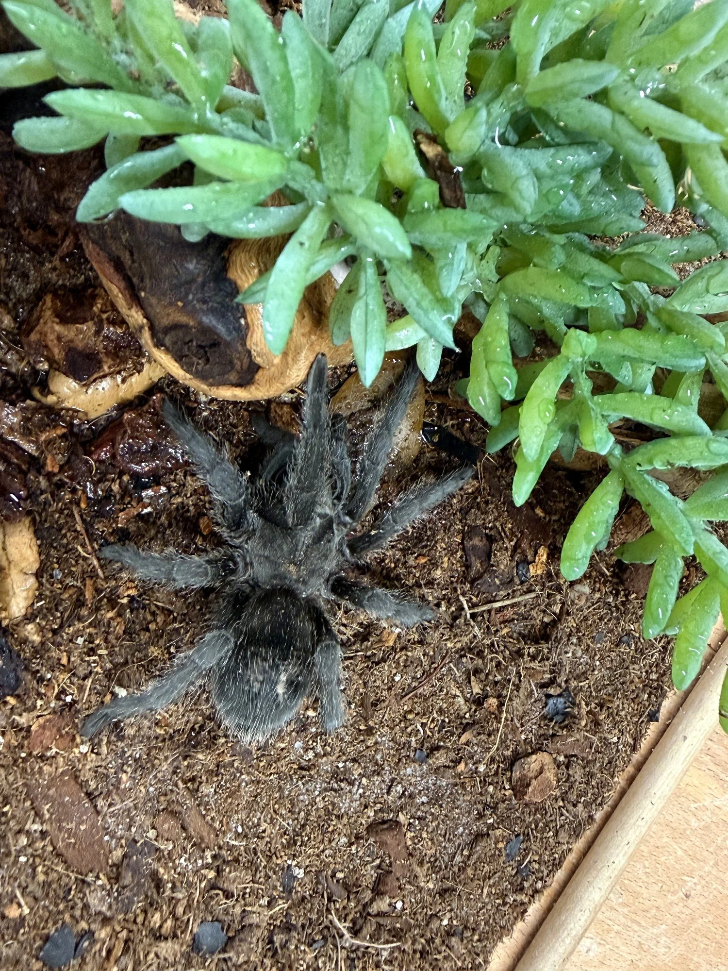 Adult Grammostola anthracina (Brazilian Giant Tawny Red) on dry substrate beside green succulent foliage, showing the muted dark base color overlaid with reddish-pink dorsal setae.