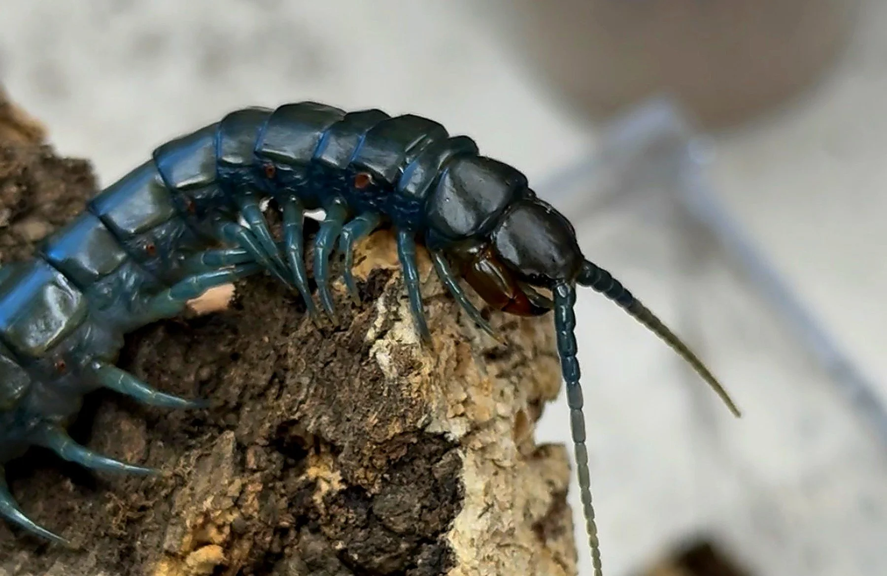Adult Ethmostigmus trigonopodus showing the diagnostic blue-banded legs over a dark olive-brown body.