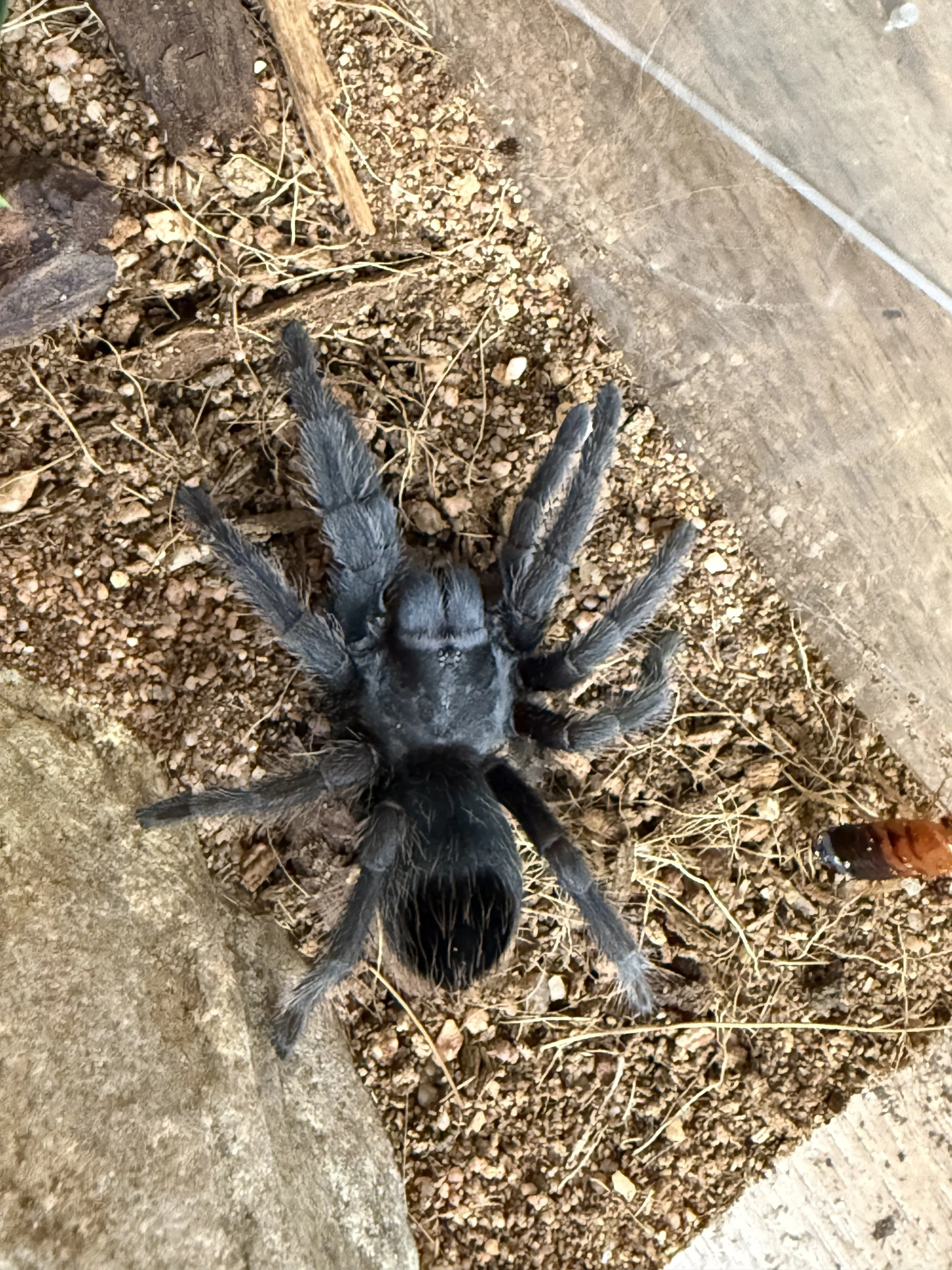 Aphonopelma steindachneri